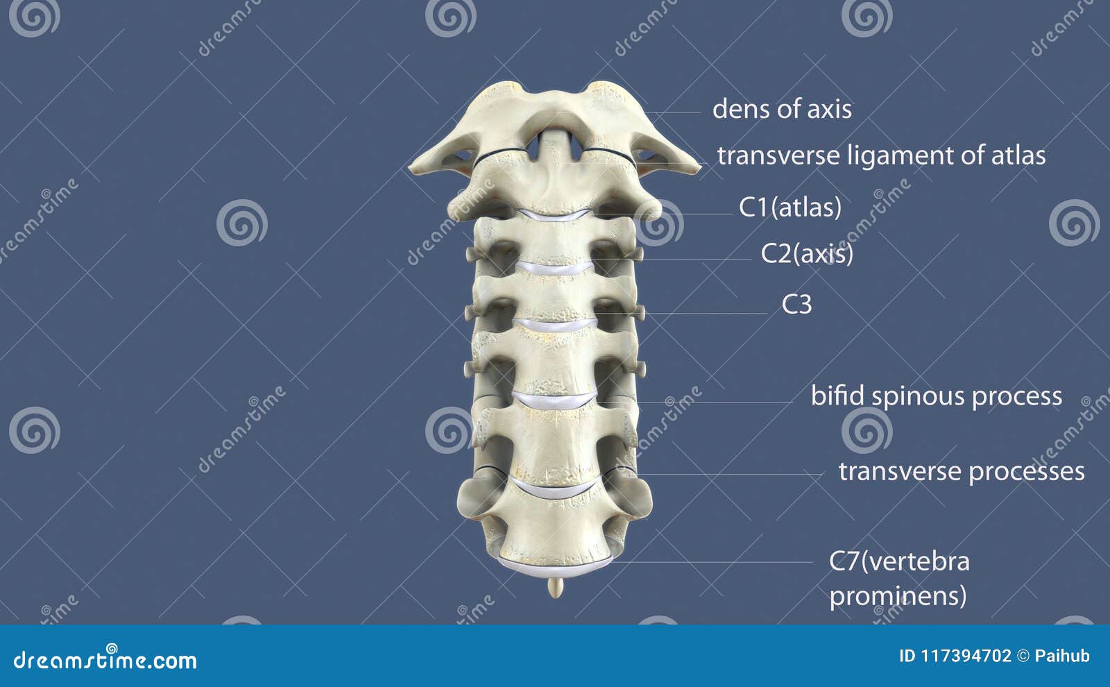 human caudal vertebrae