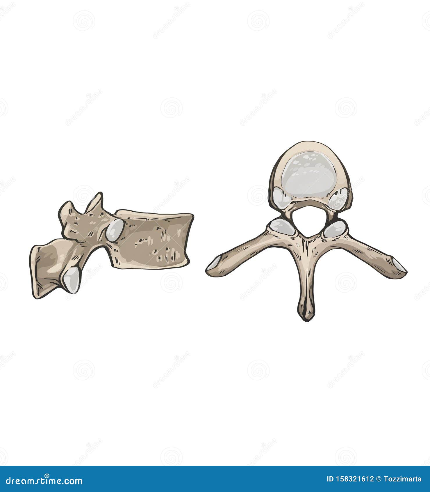 Thoracic Vertebrae, Middle Segment of the Vertebral Column. Stock