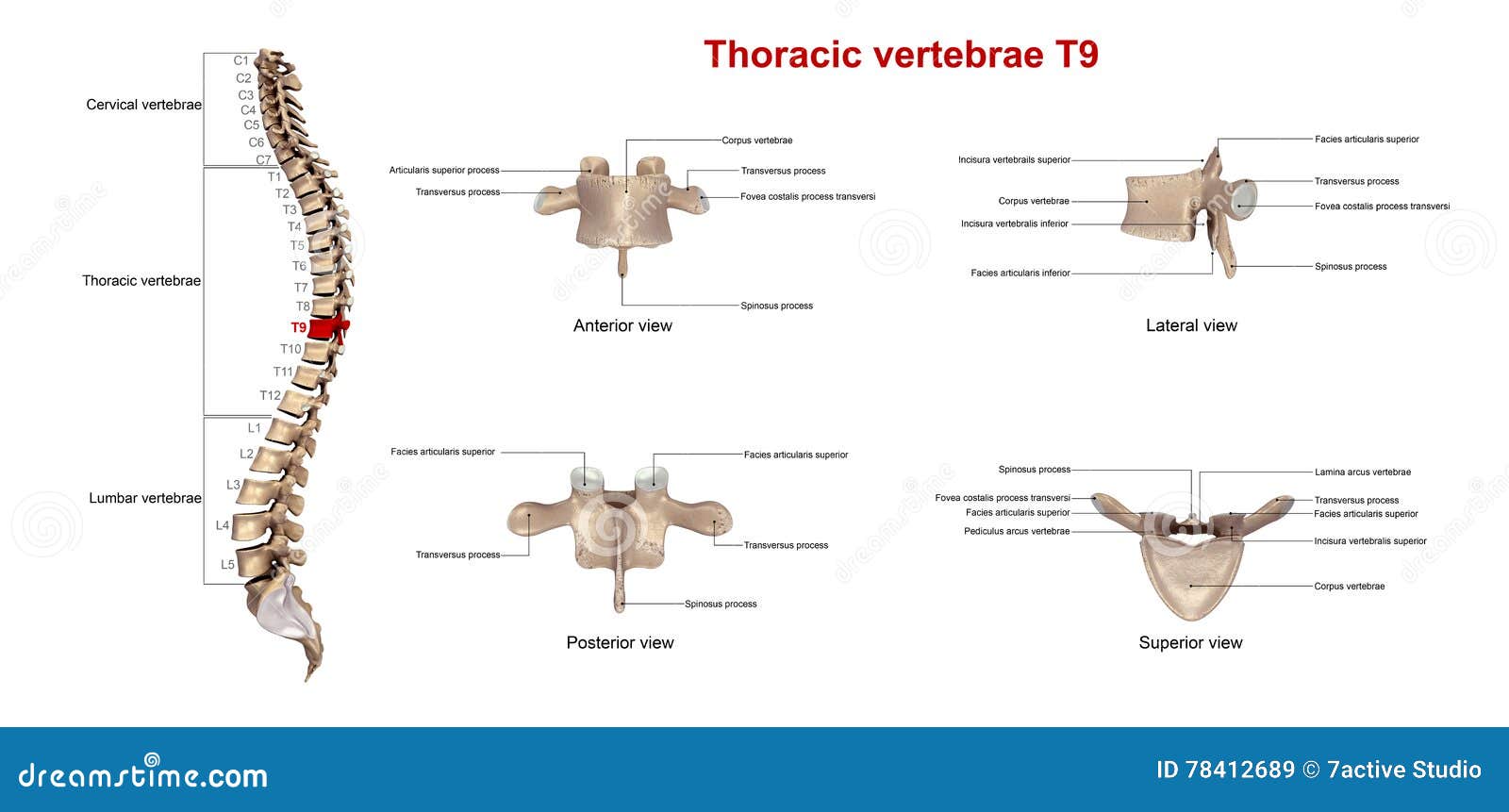 thoracic vertebrae t9