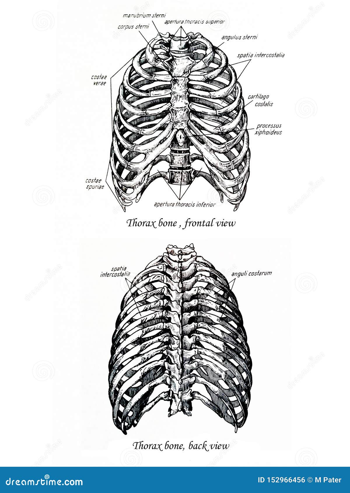 Thorax Bone Drawing Frontal And Back View Stock Illustration Illustration Of Segment Bones 152966456