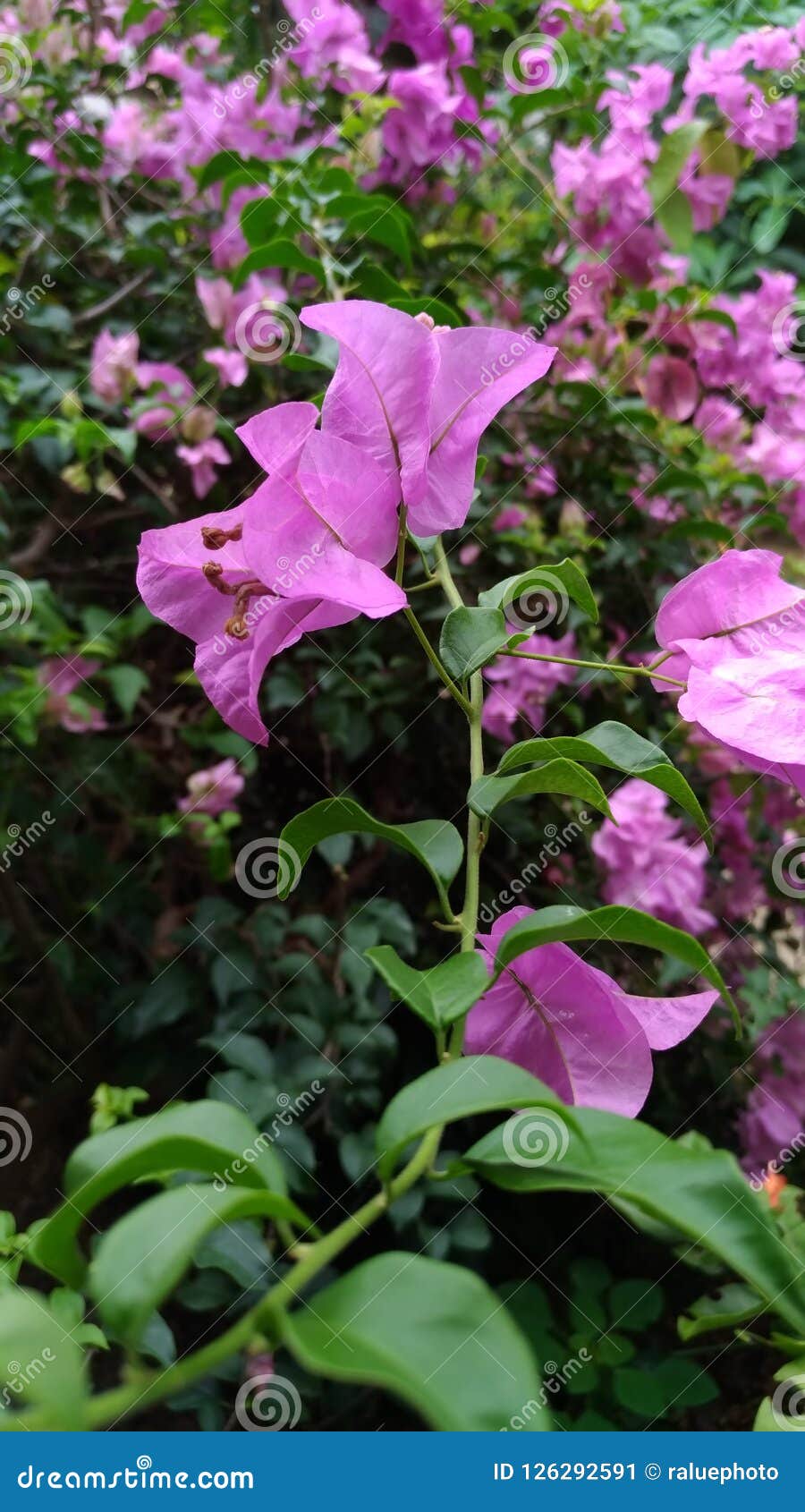Bougainvillea Thorns