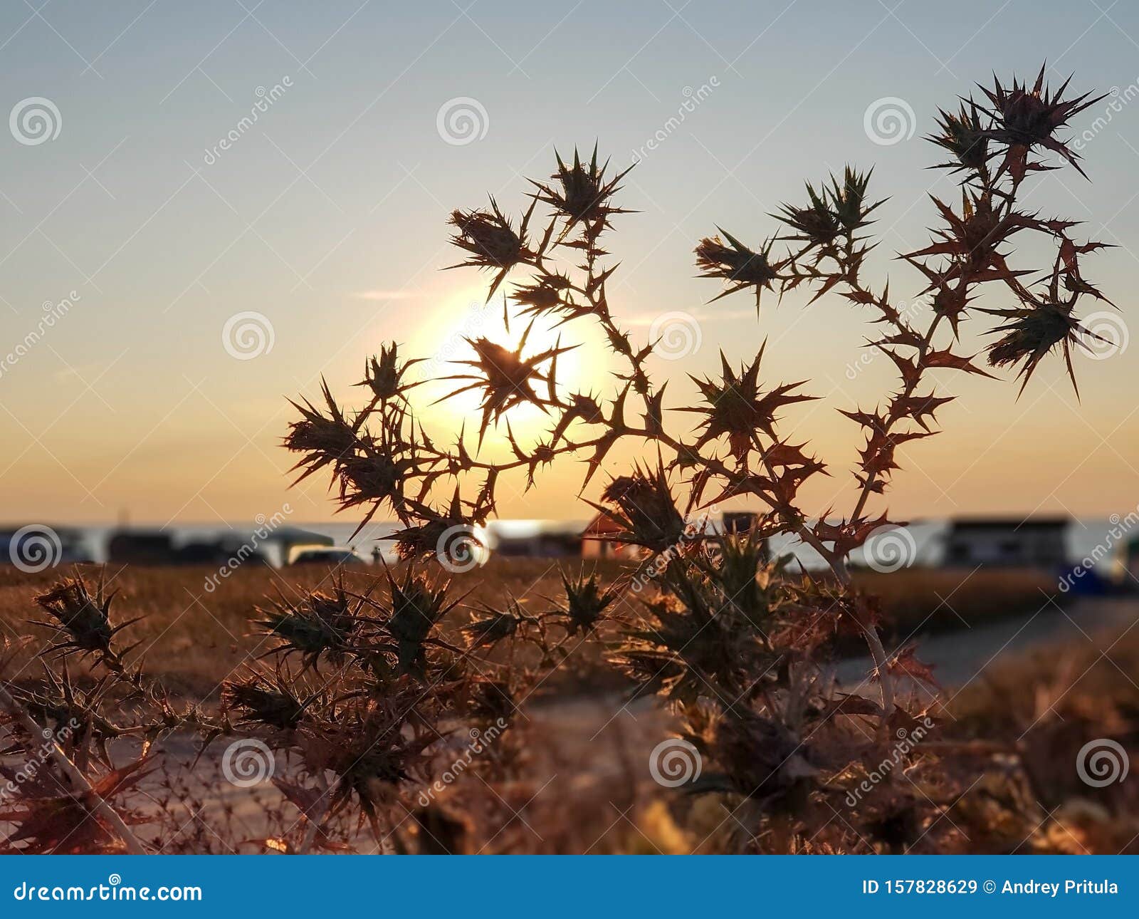 download sloe bush no thorns download sloe bush no thorns