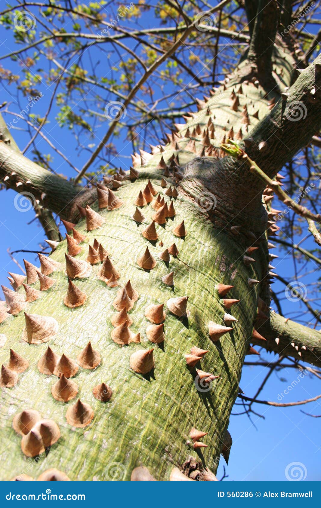 Thorn Tree stock photo. Image of defence, nature, plant
