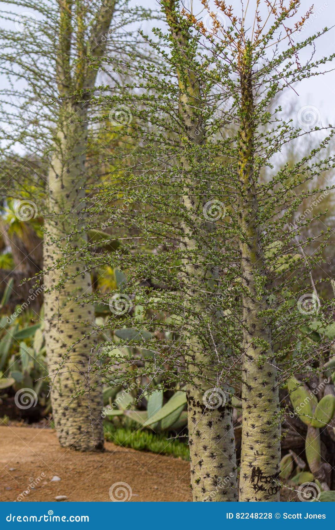 Thorn Tree Stock Photo Image Of Garden Nature Thorn 82248228