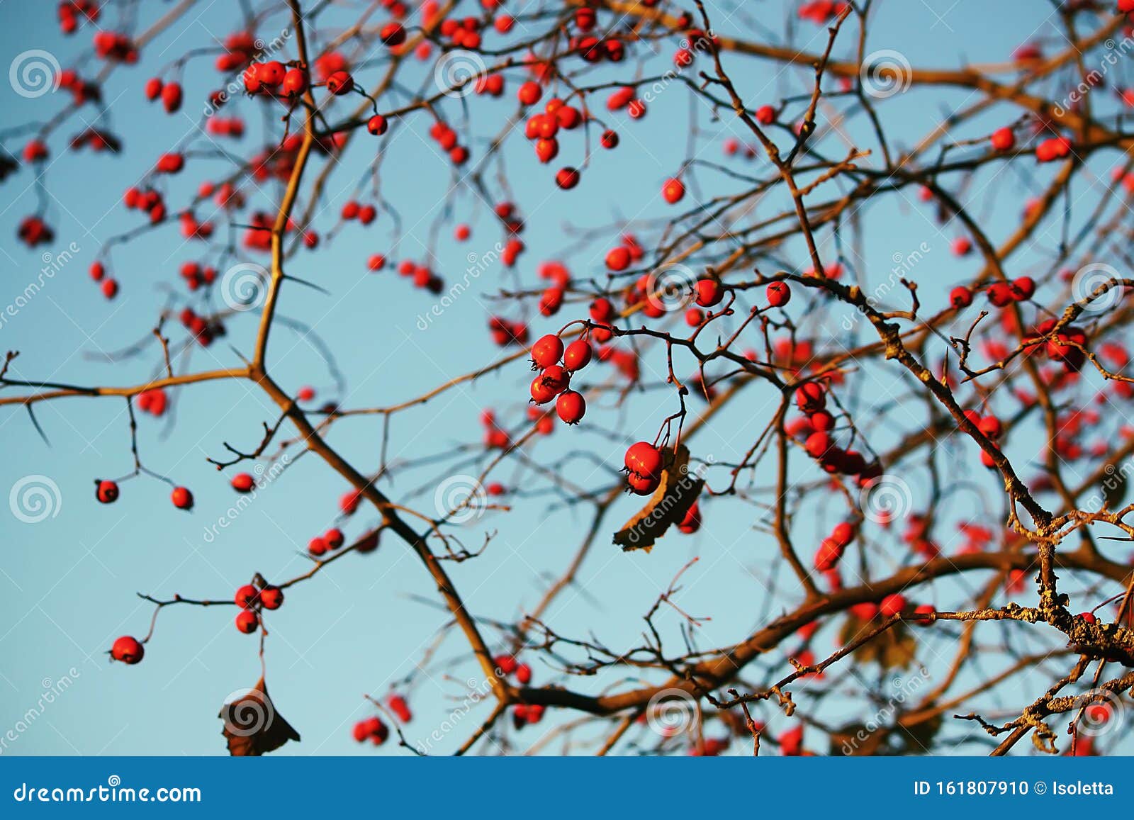 Thorn twigs with berries stock photo. Image of rose - 161807910