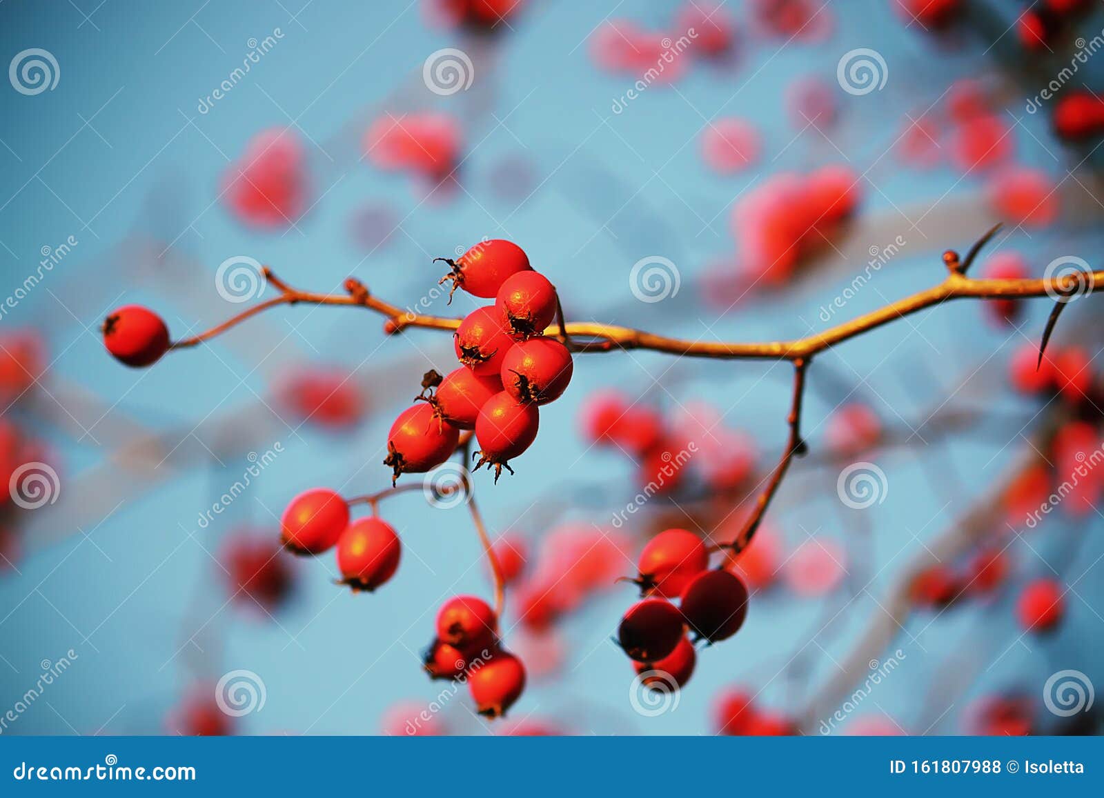 Thorn twigs with berries stock photo. Image of closeup - 161807988