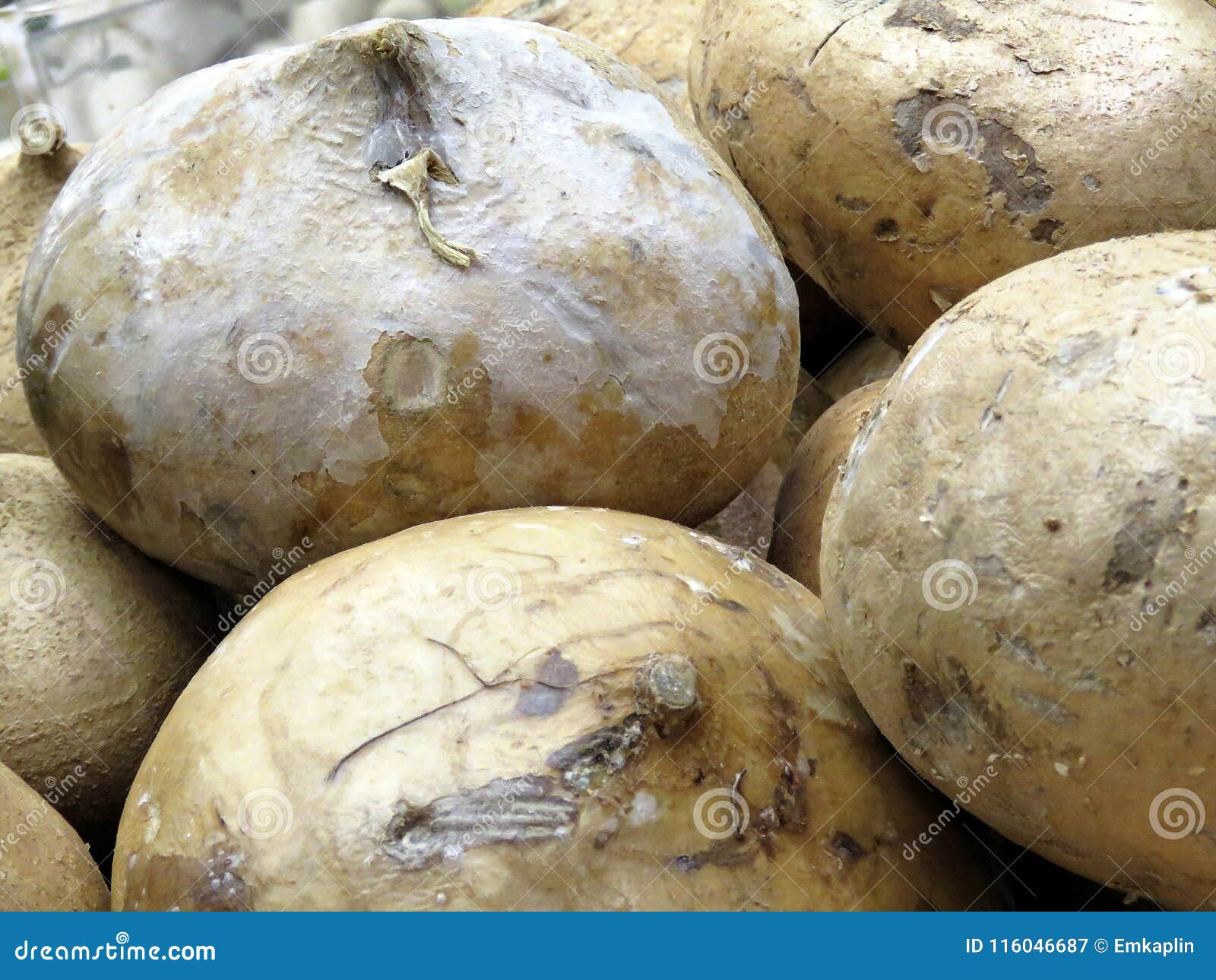 Thornhill jicama 2018 stock image. Image of vegetable 116046687