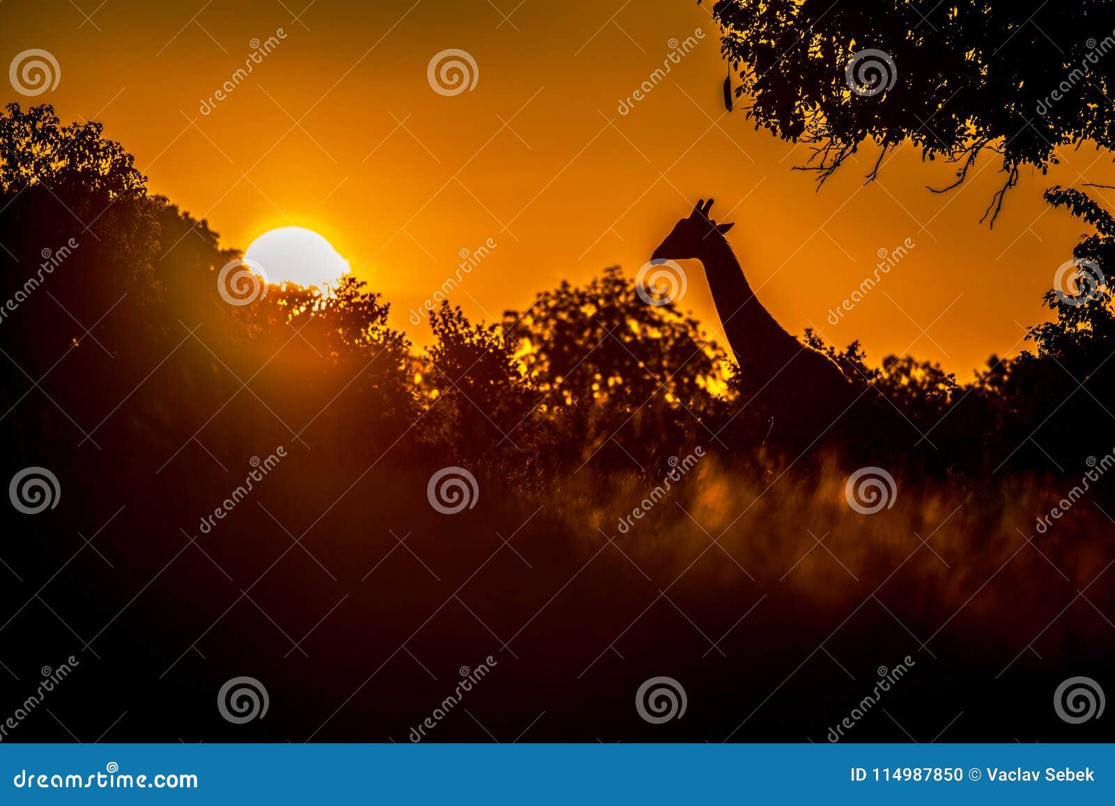 bushvald namibia africa bushvald namibia africa