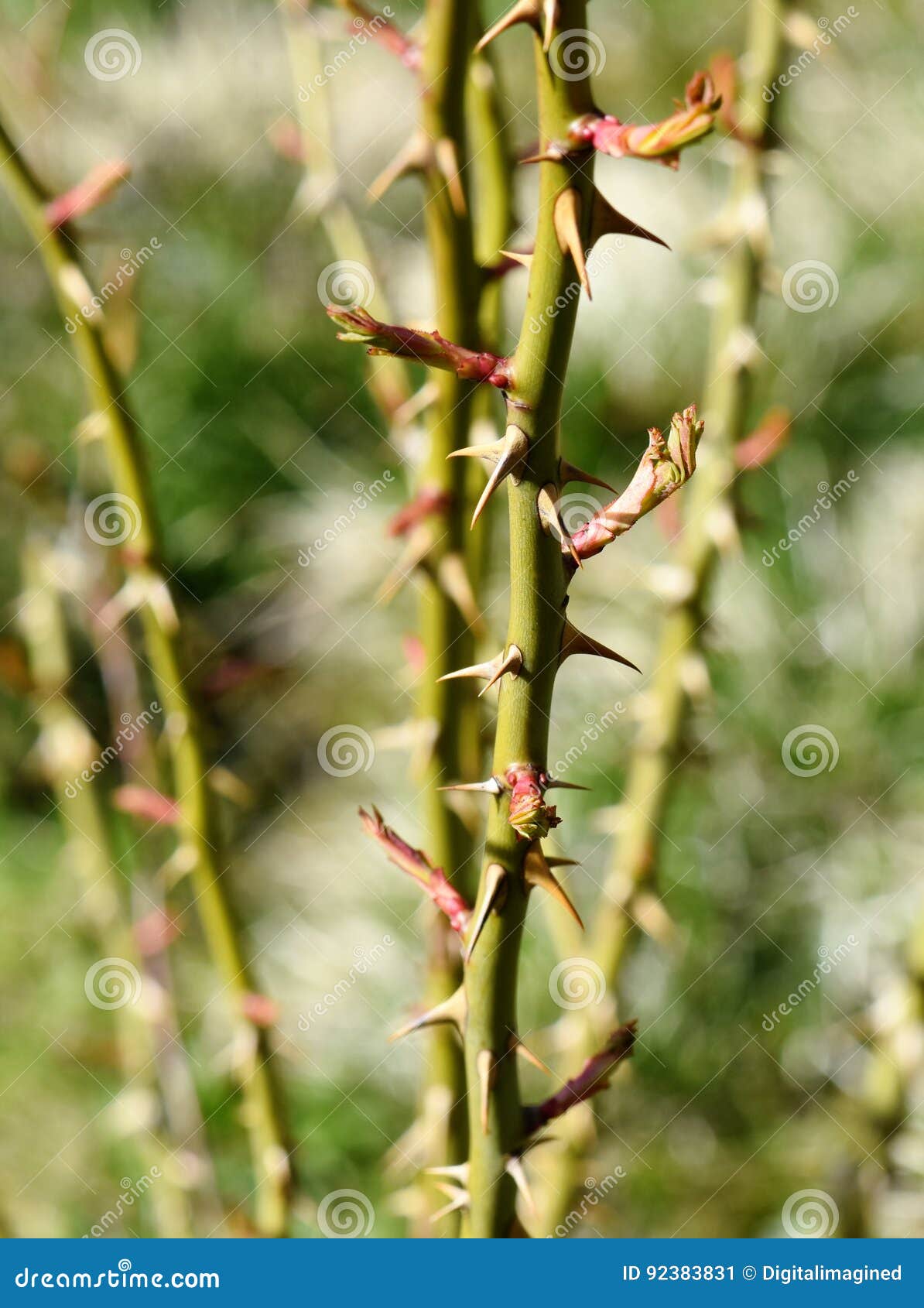 Thorns stock image. Image of rose, buds, natural, symbol 92383831