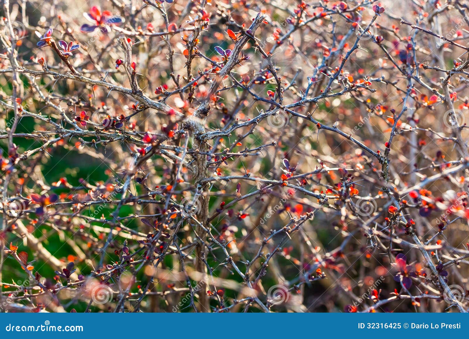 Thorns stock image. Image of dark, melancholic, bush - 32316425