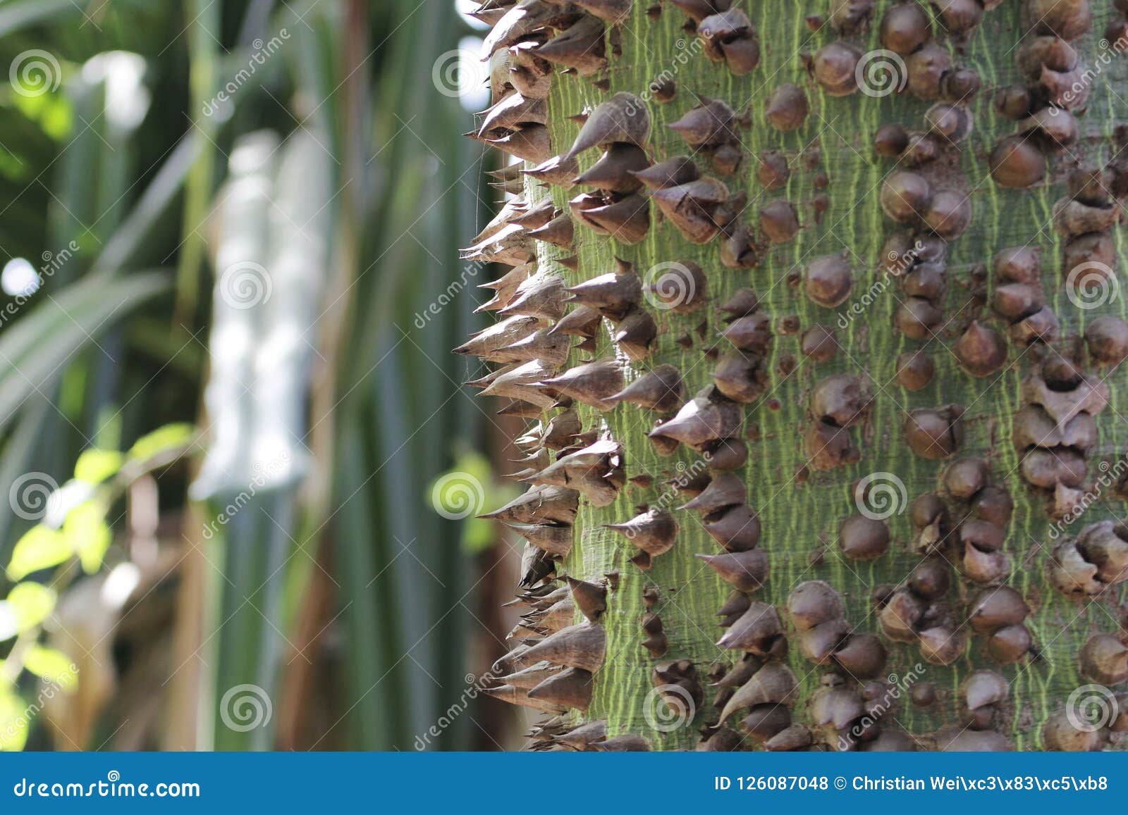 Thorns of a Silk Cotton Tree Ceiba Pentandra Stock Photo Image of