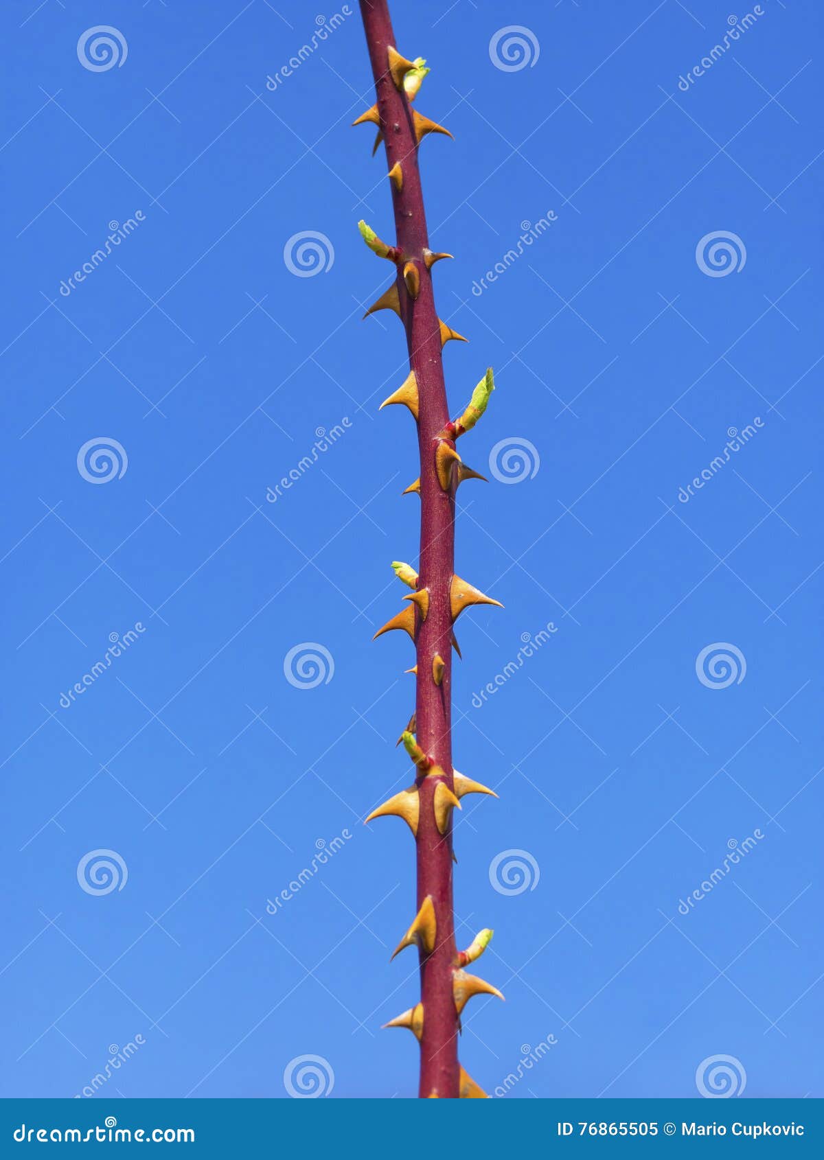 Thorns stock image. Image of pain, green, protection 76865505
