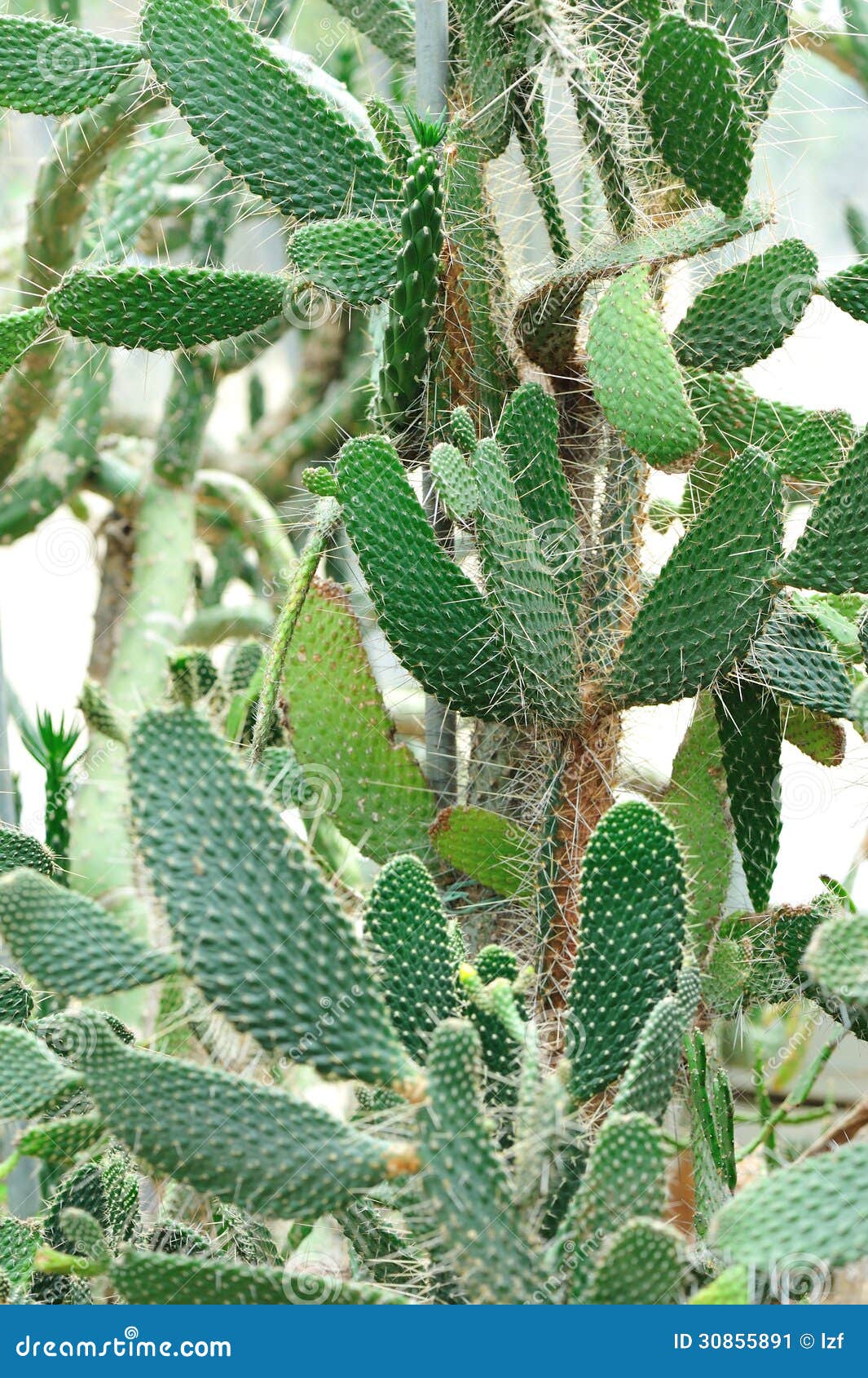 Thorny Cactus Tree Stock Image Image 30855891