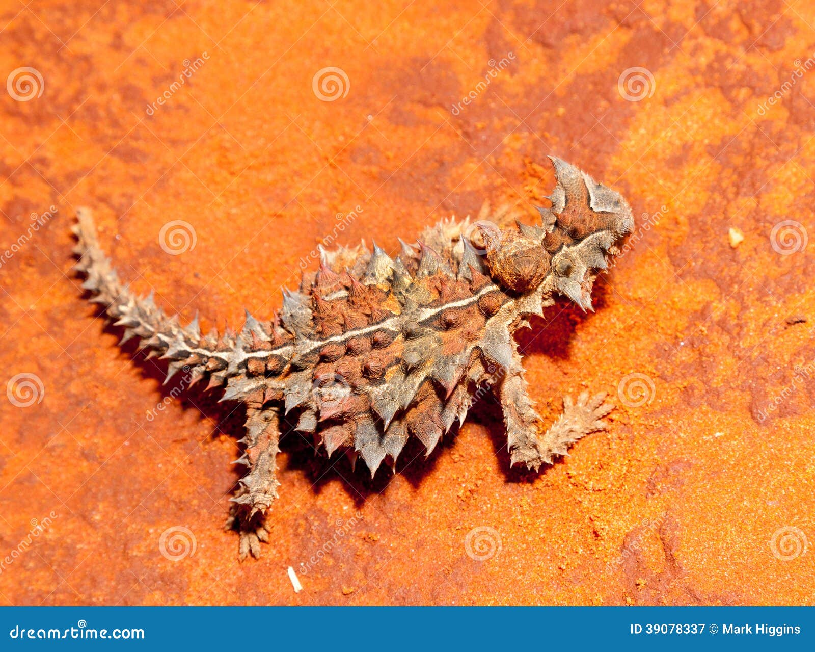 thorny devil lizard australia