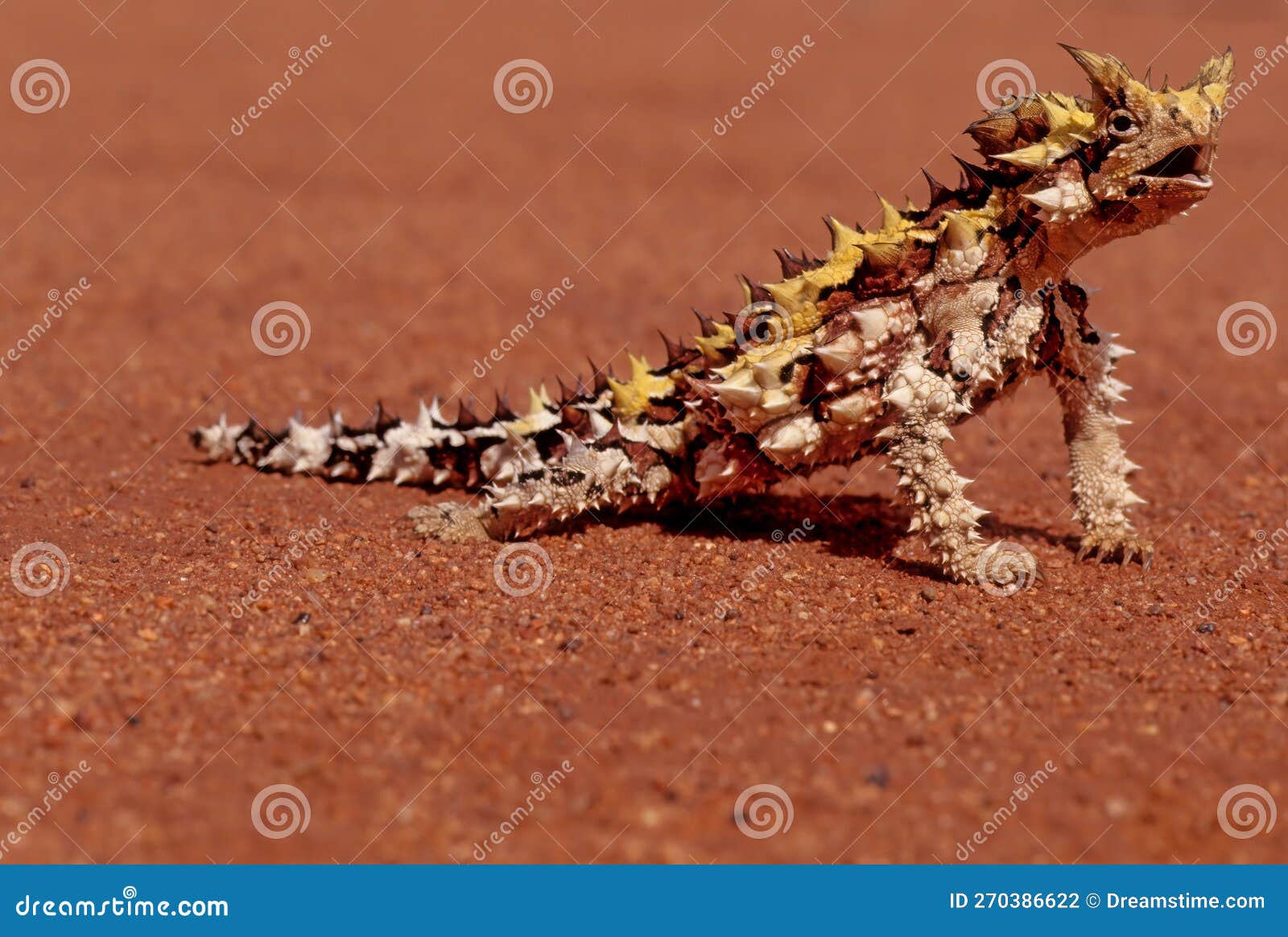 thorny devil