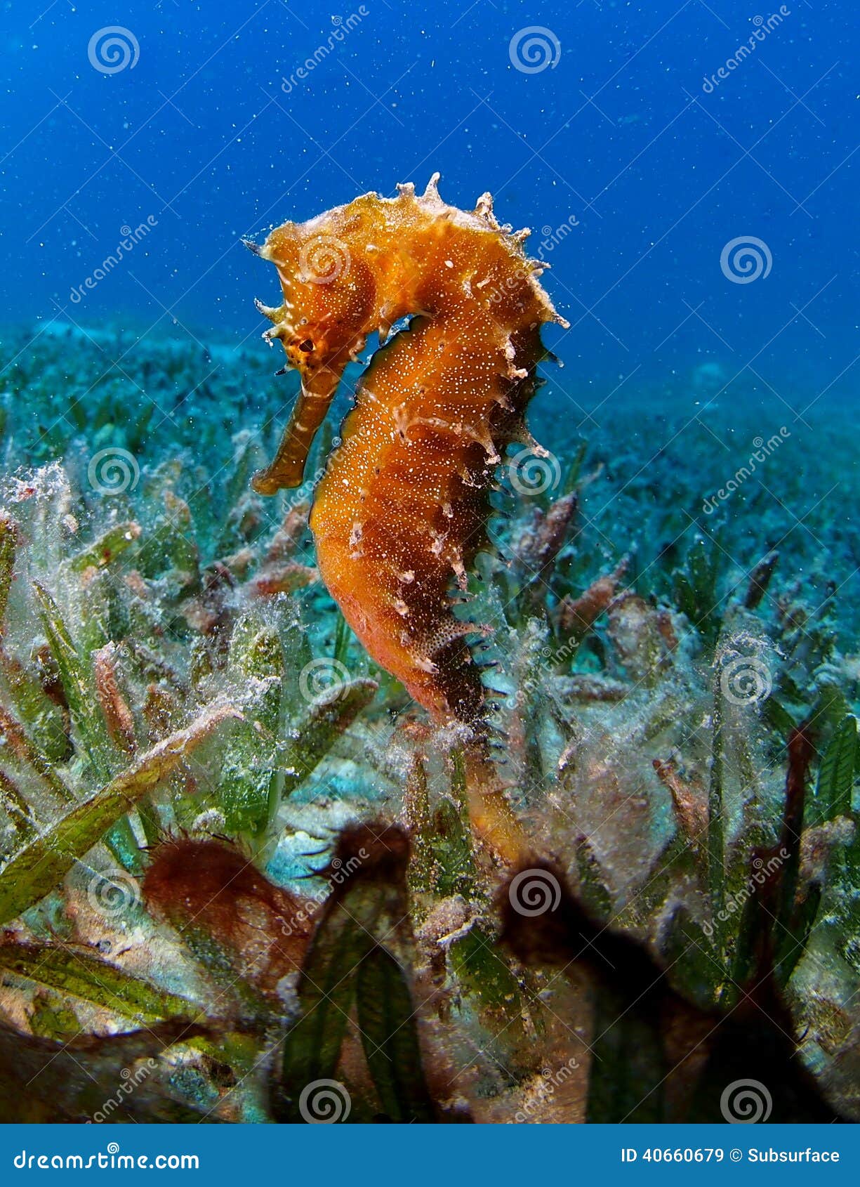 thorny sea horse seahorse red sea