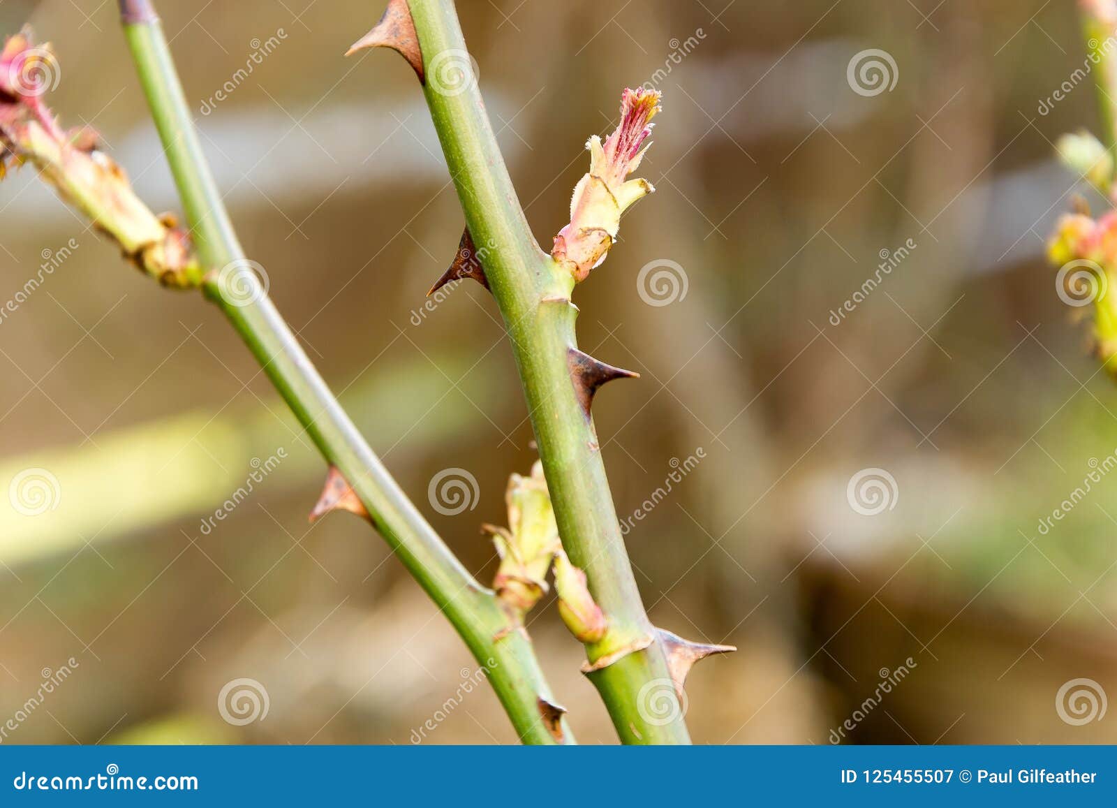 thorny stem of a rosebush in summer