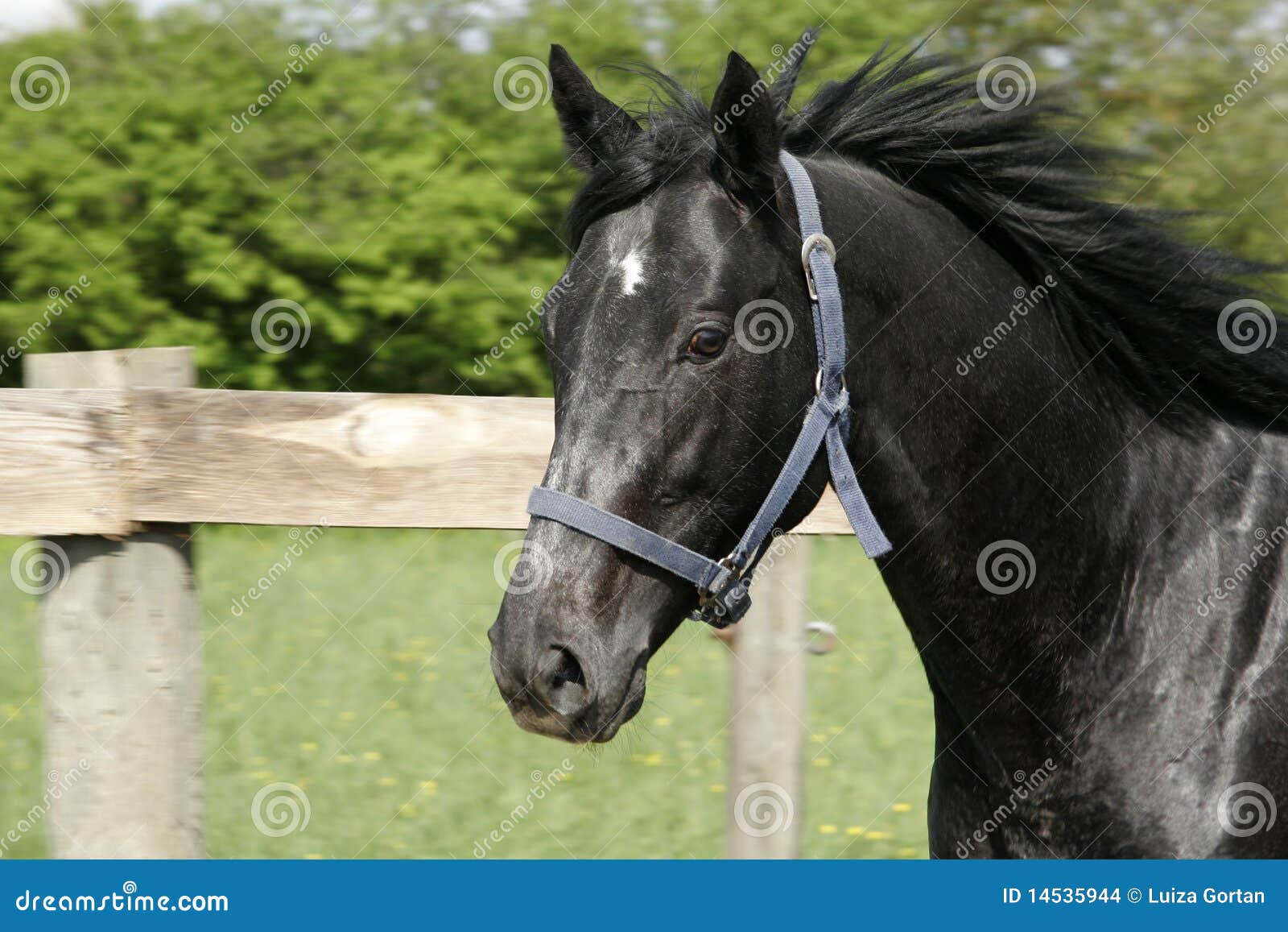 Thoroughbred Horse 2 Year Old Racing Stallion Stock Photo Image of