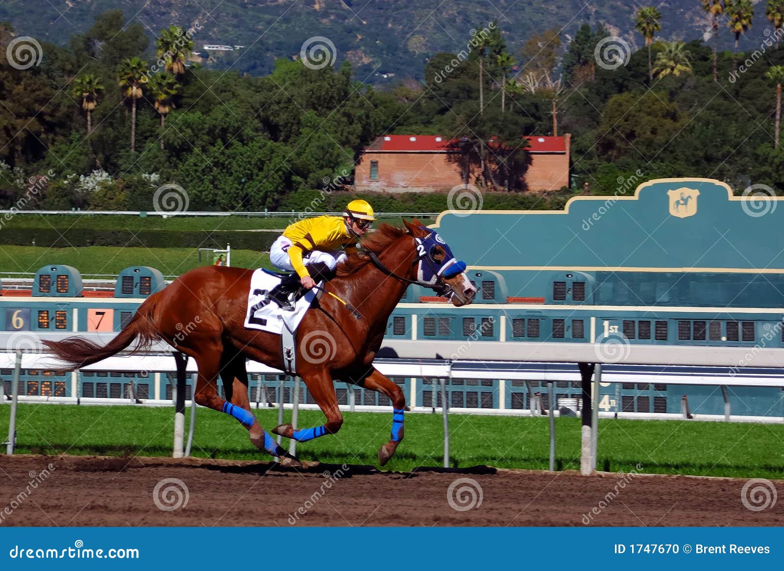 thoroughbred horse racing
