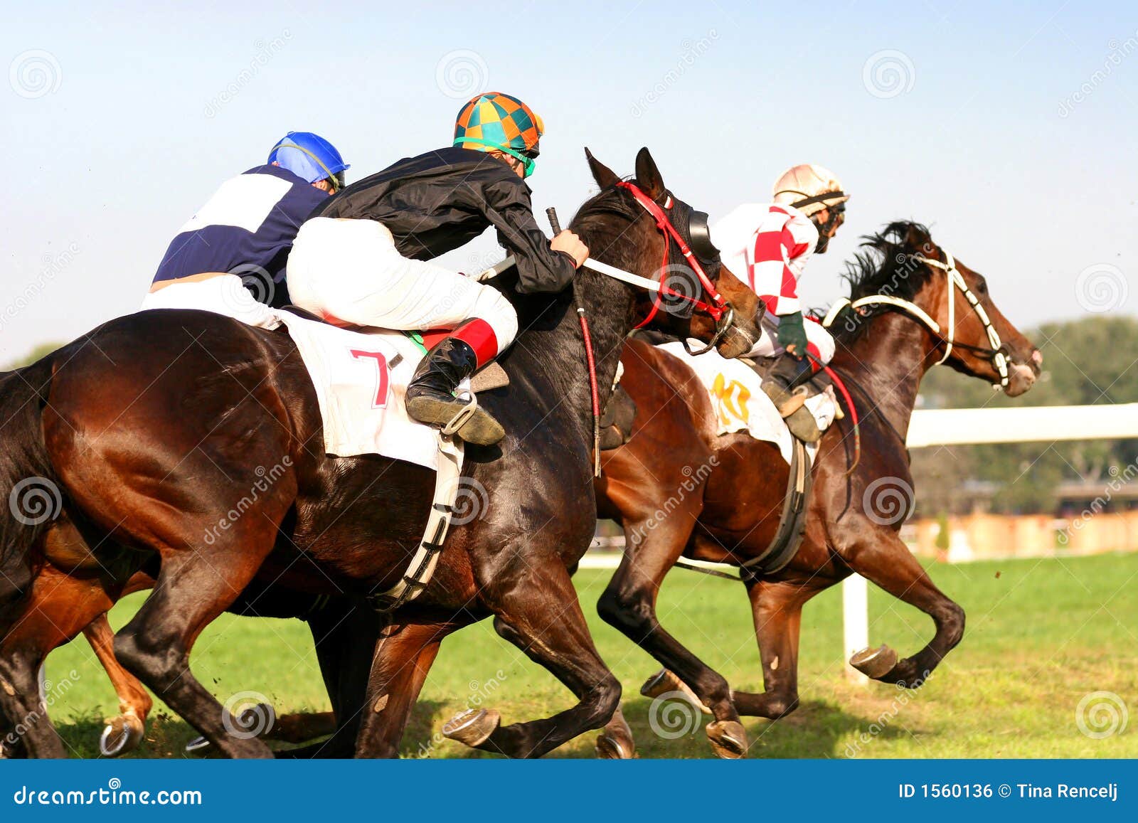 thoroughbred horserace