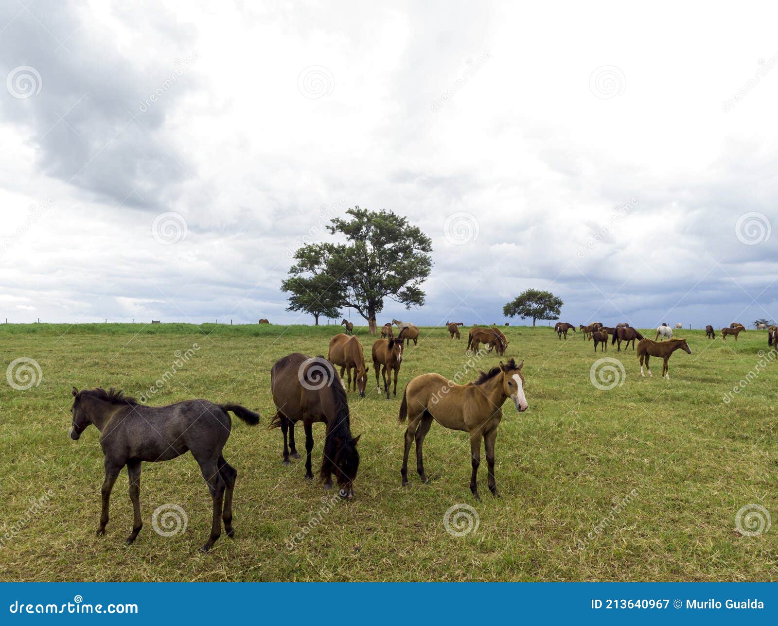 Thoroughbred Horses Grazing at Cloudy Day in a Field Stock Image ...