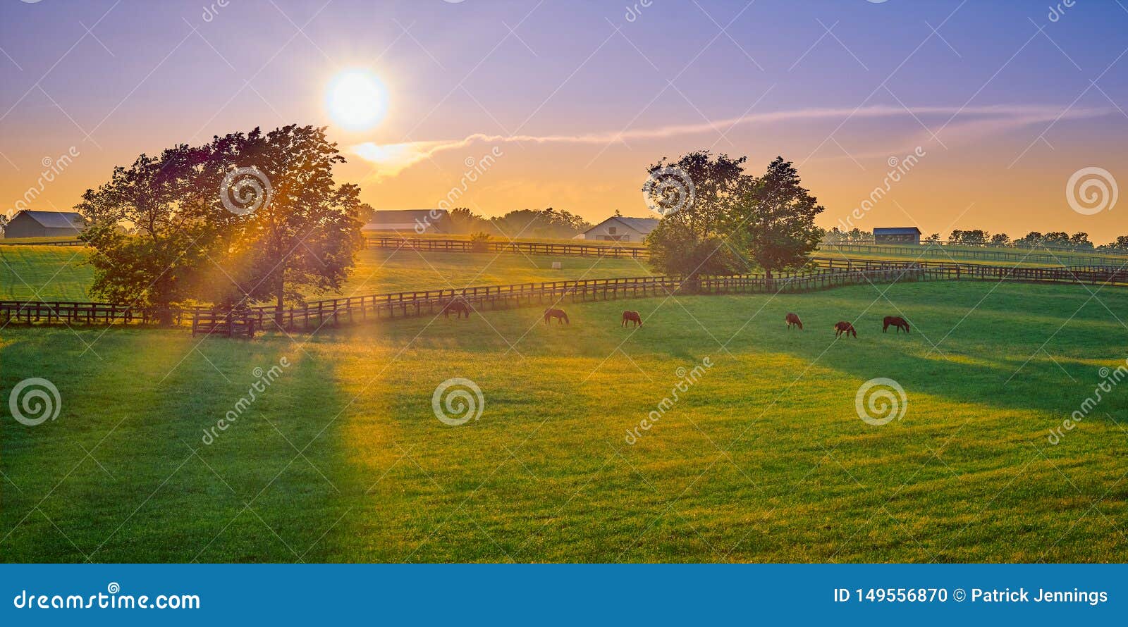 thoroughbred horses grazing at sunset