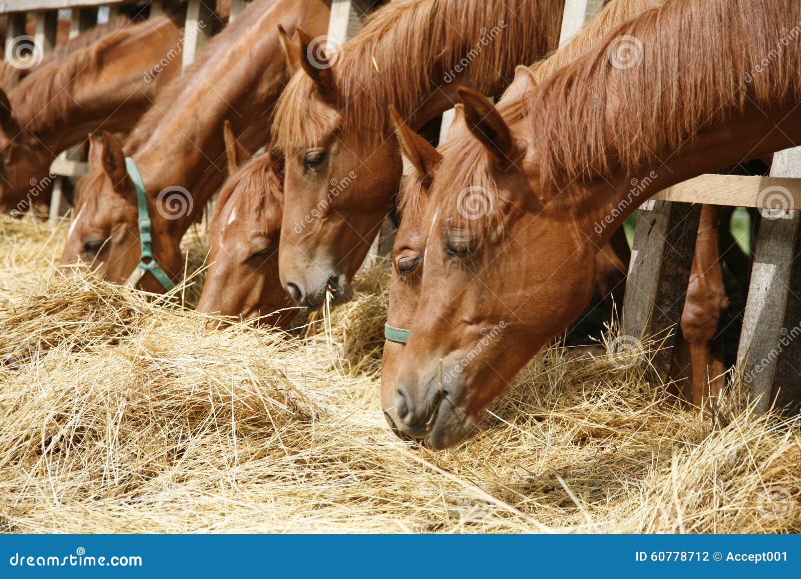 Thoroughbred Horses in the Paddock Eating Dry Grass Stock Photo Image