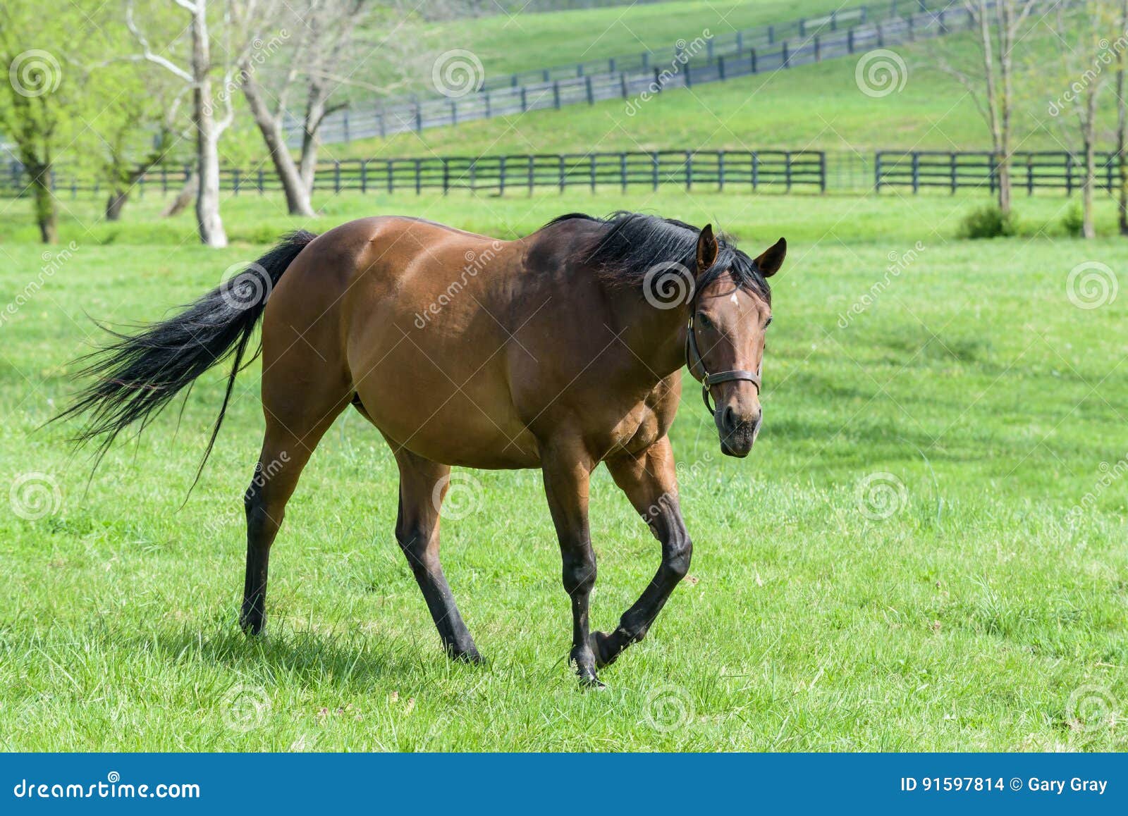thoroughbred mare in a bluegrass pasture
