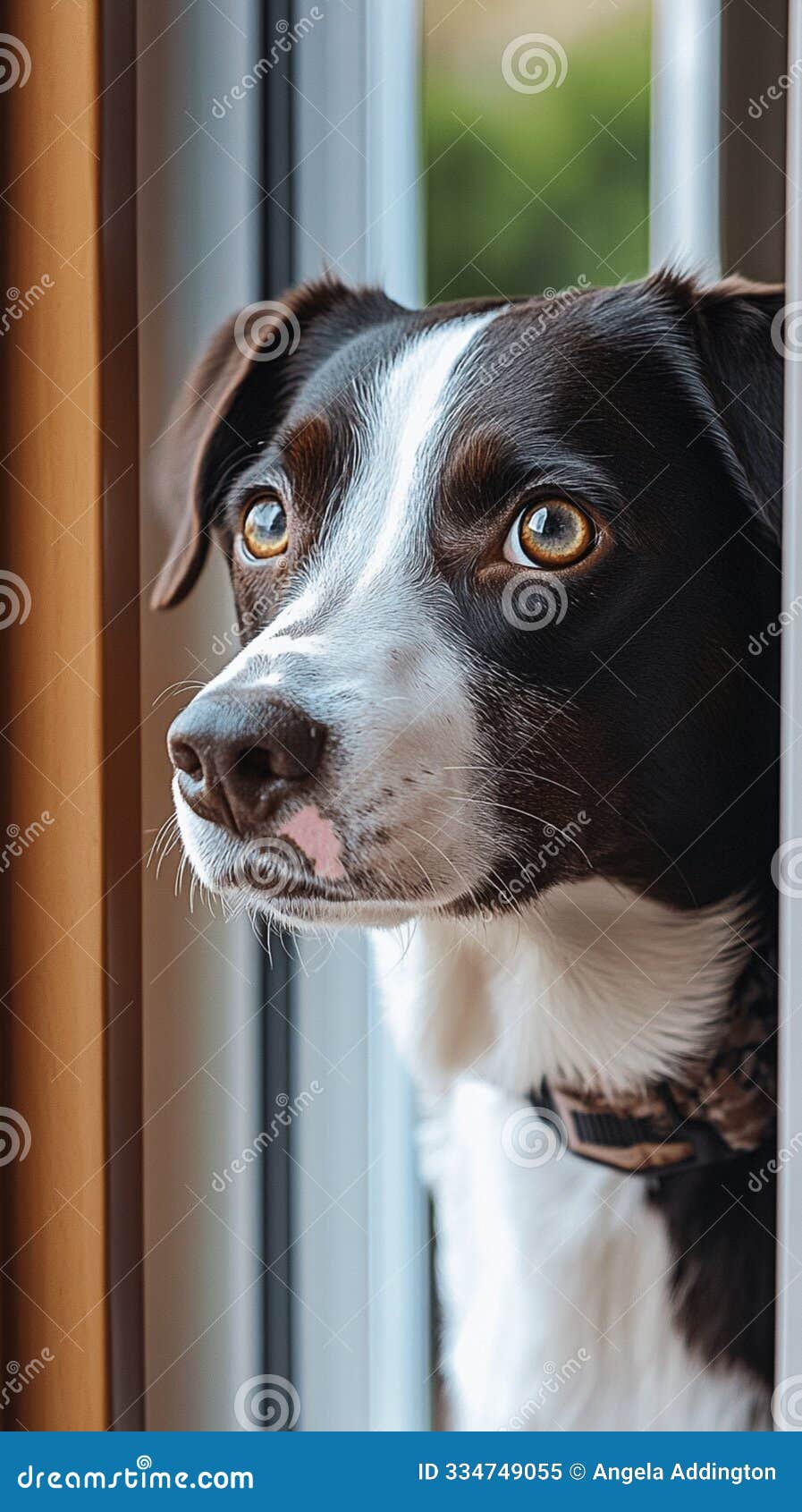 thoughtful pup gazing through window