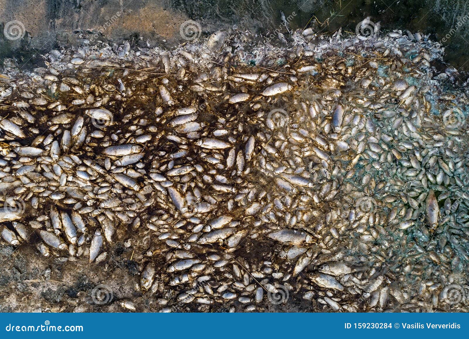 thousands of dead fish around lake koroneia in northern greece
