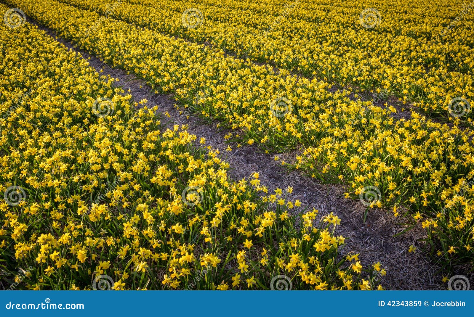 Thousands of Miniature Daffodils Growing in Netherlands Fields Stock