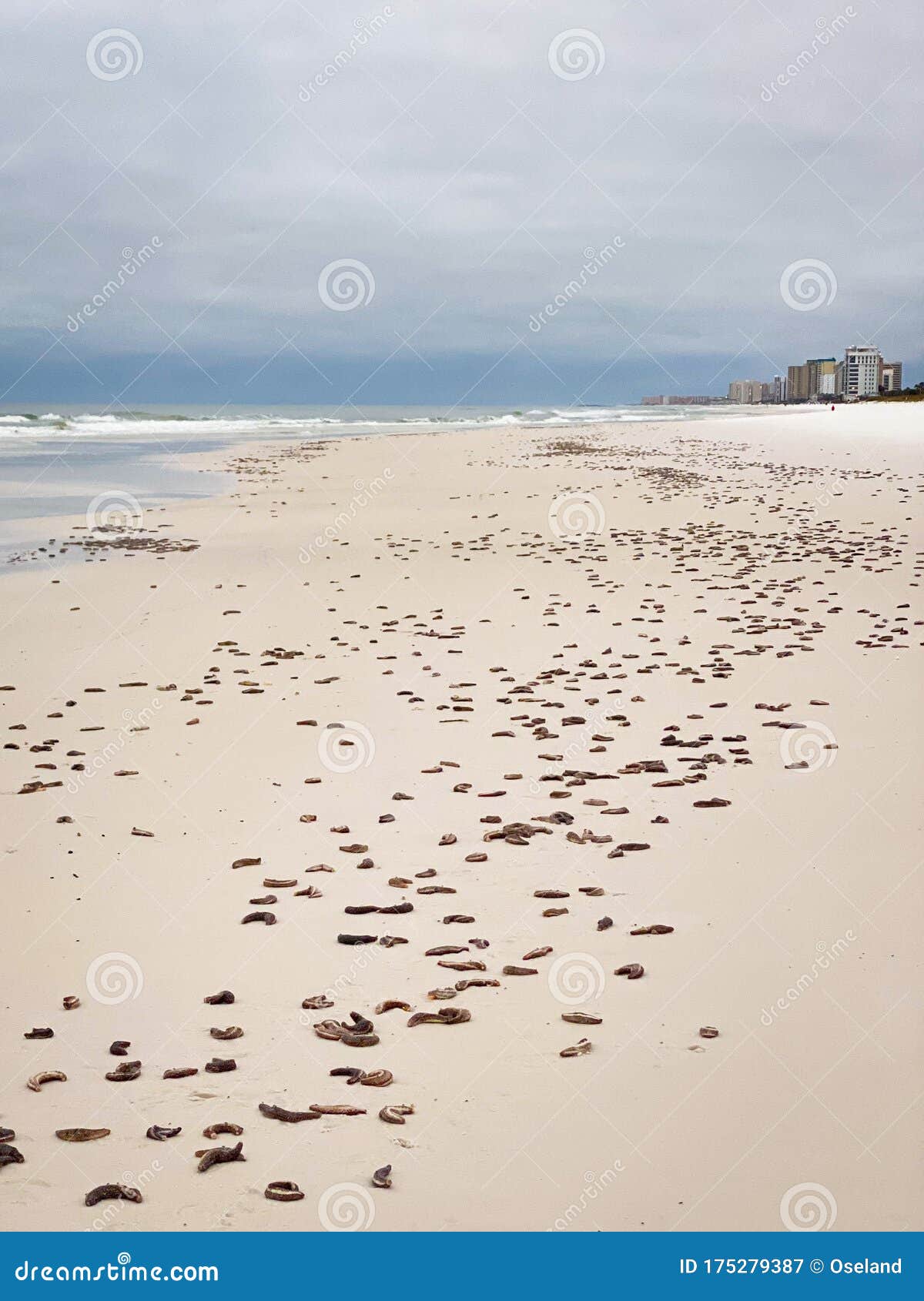 thousands of sea cucumbers on destin, florida beach.