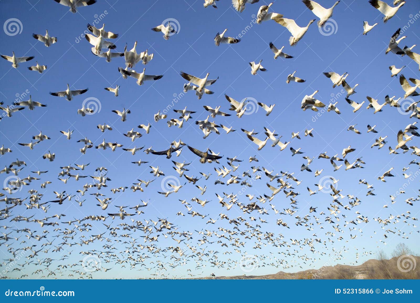 thousands of snow geese fly against blue sky over the bosque del apache national wildlife refuge, near san antonio and socorro, ne