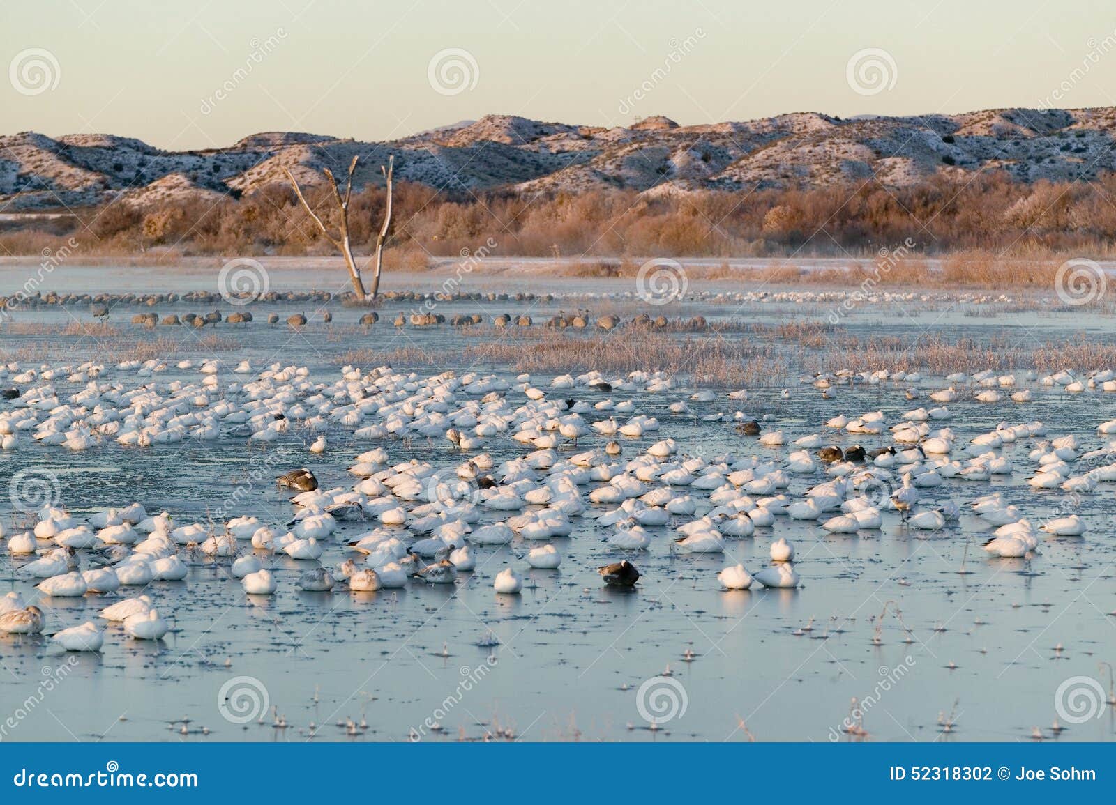 thousands of snow geese and sandhill cranes sit on lake at sunrise after early winter freeze at the bosque del apache national