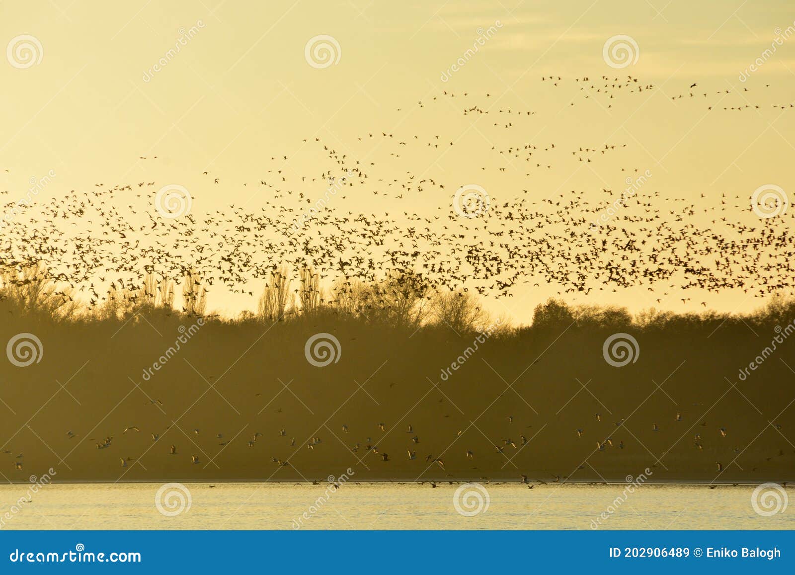 thousands of wild geese overwinter on the lake
