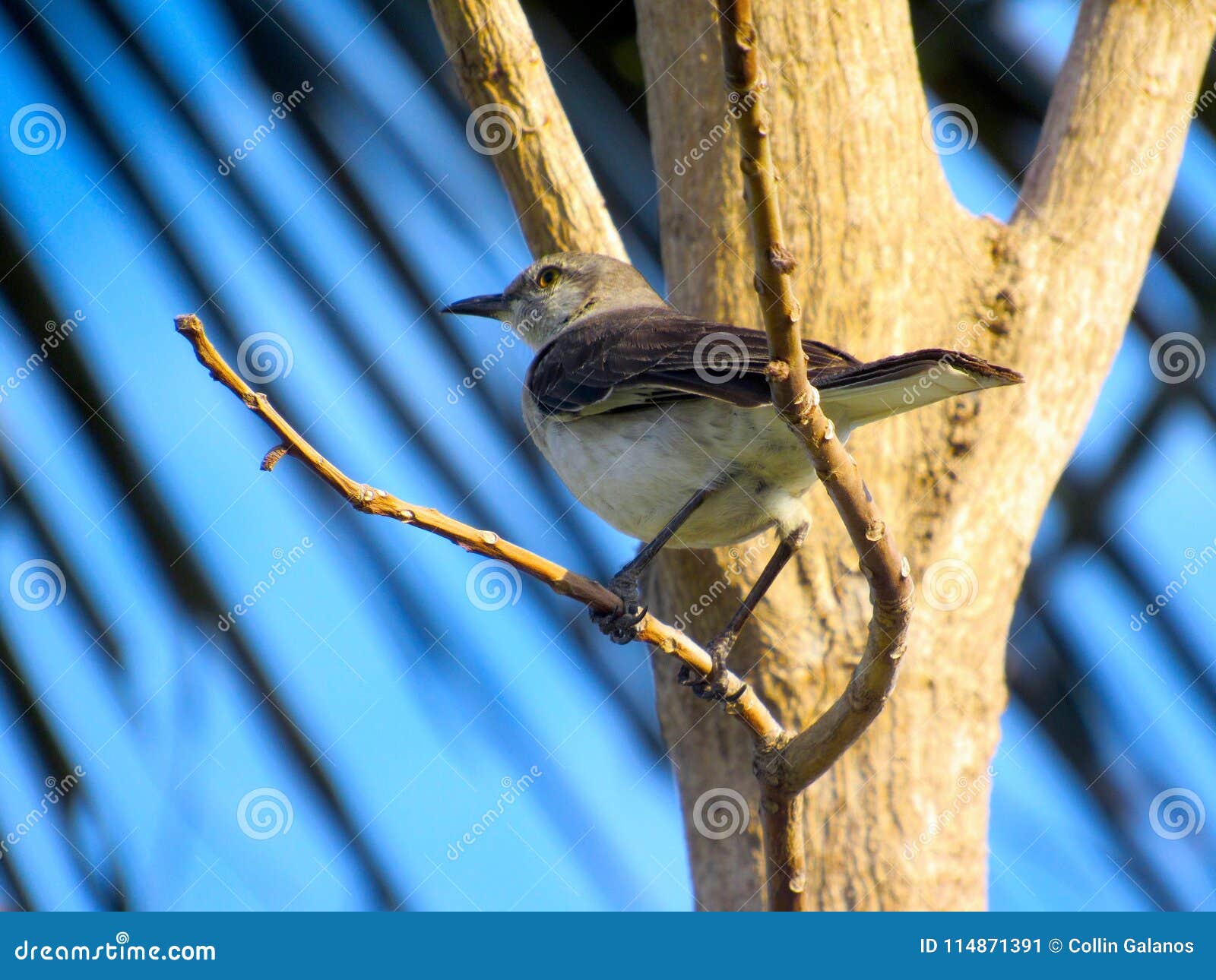 Thrasher bird on a twig stock image. Image of creature - 114871391