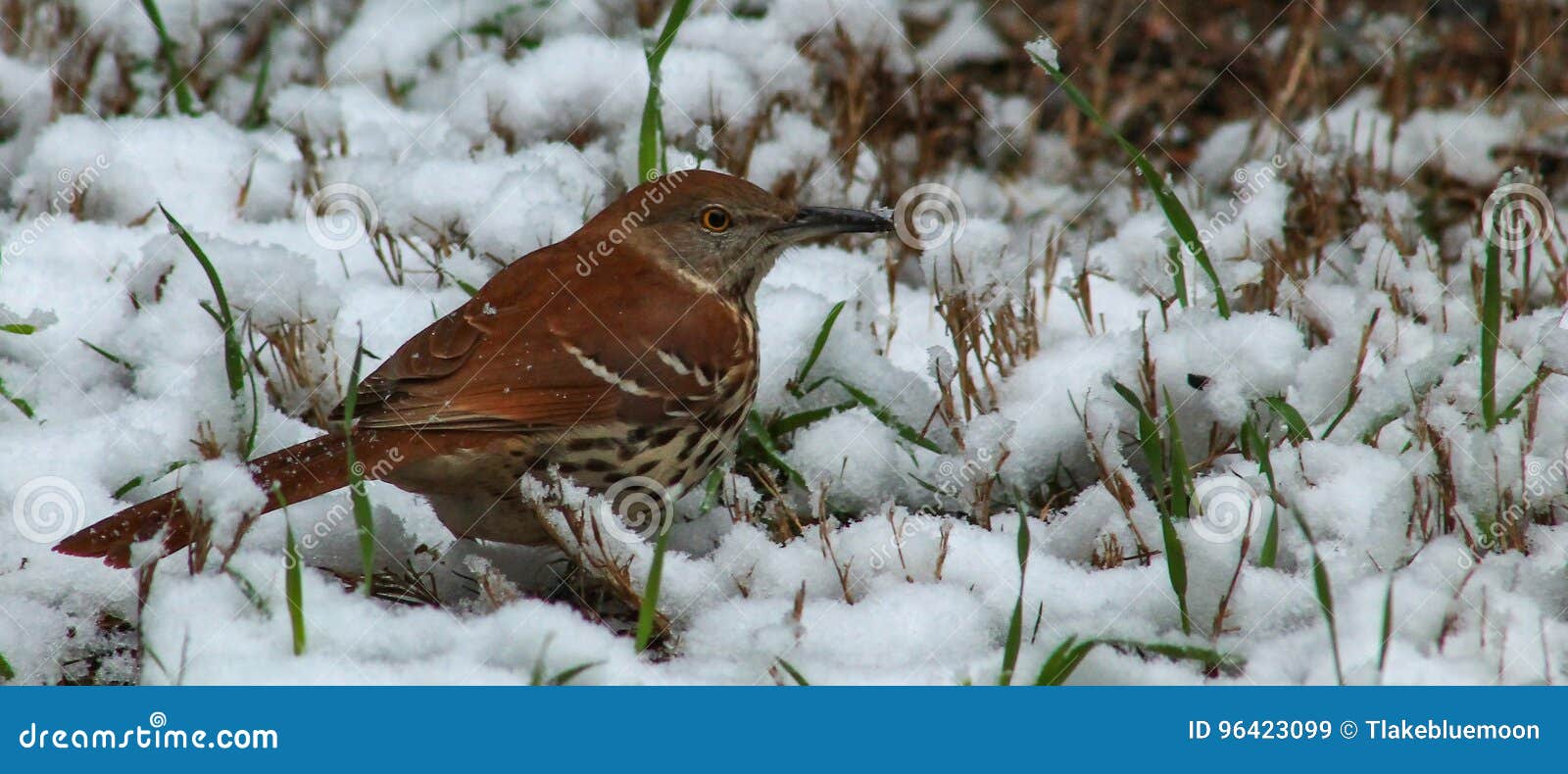 Thrasher in the Snow stock image. Image of covered, carolina - 96423099