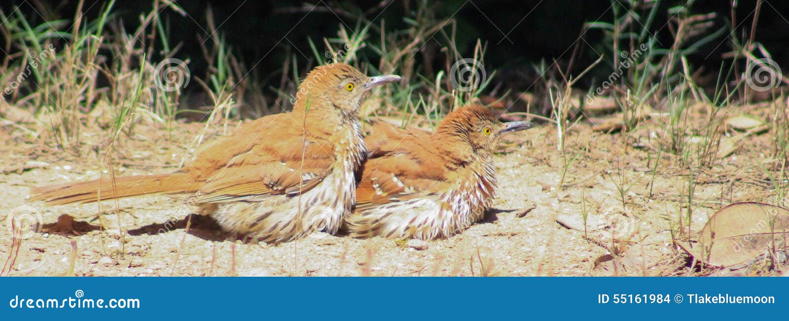 Thrashers mating stock photo. Image of feathers, thrashing - 55161984