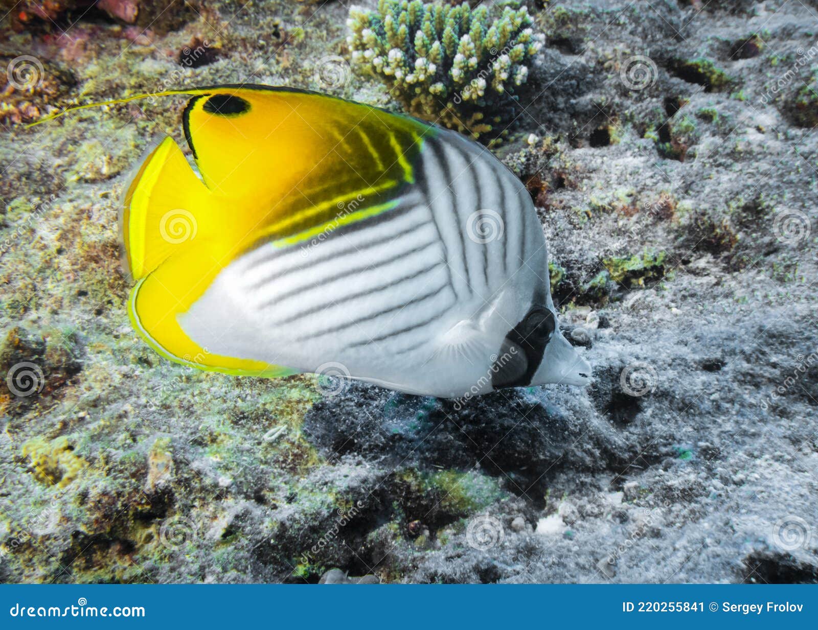 Threadfin Butterfly Fish at the Bottom of the Indian Ocean Stock Image