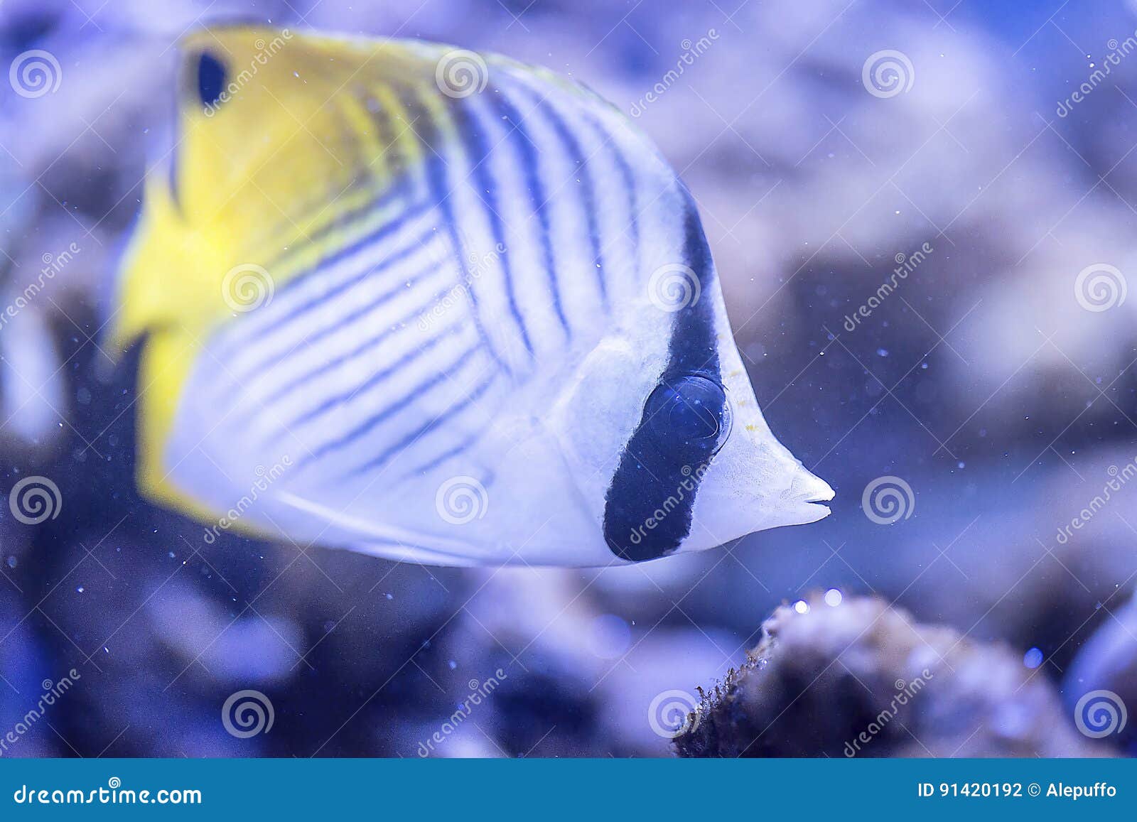 Threadfin Butterflyfish Chaetodon Auriga Stock Photo Image of