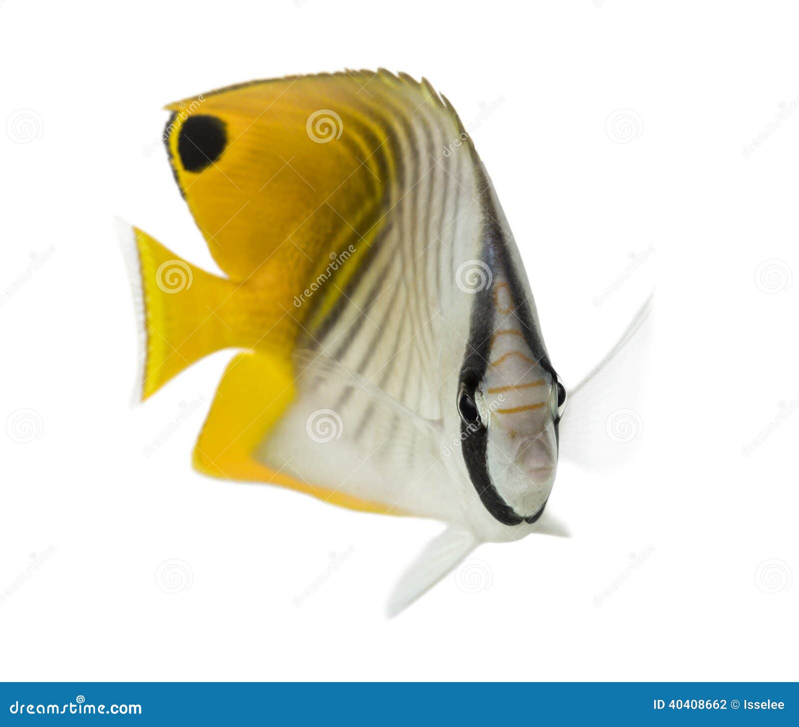 Threadfin Butterflyfish, Chaetodon Auriga, Isolated Stock Photo Image