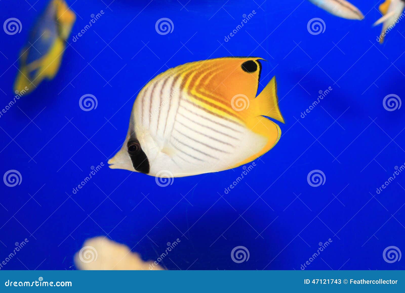 Threadfin butterflyfish stock image. Image of natural 47121743