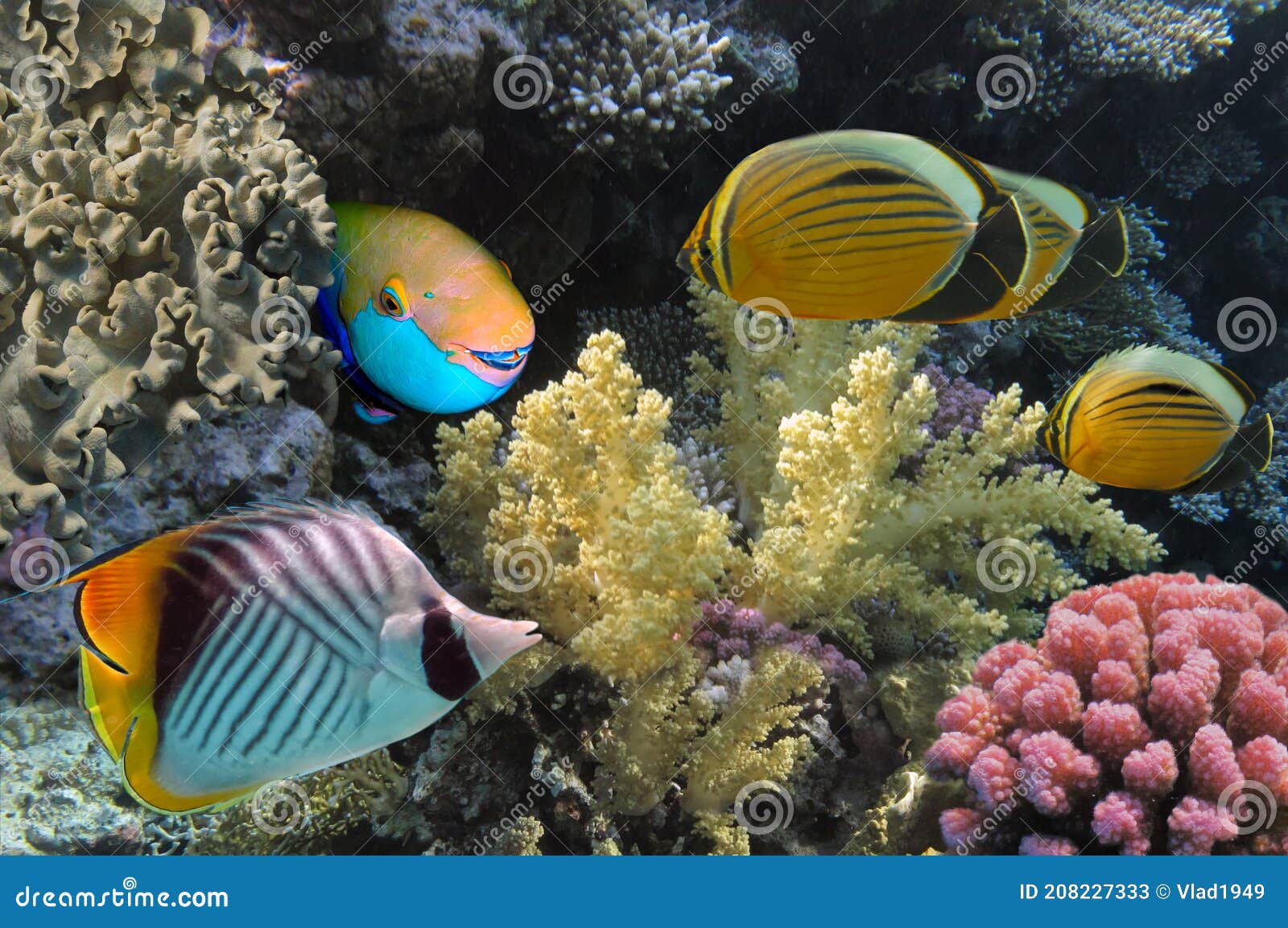 Threadfin Butterflyfish and Coral Reef, Red Sea, Egypt Stock Image ...