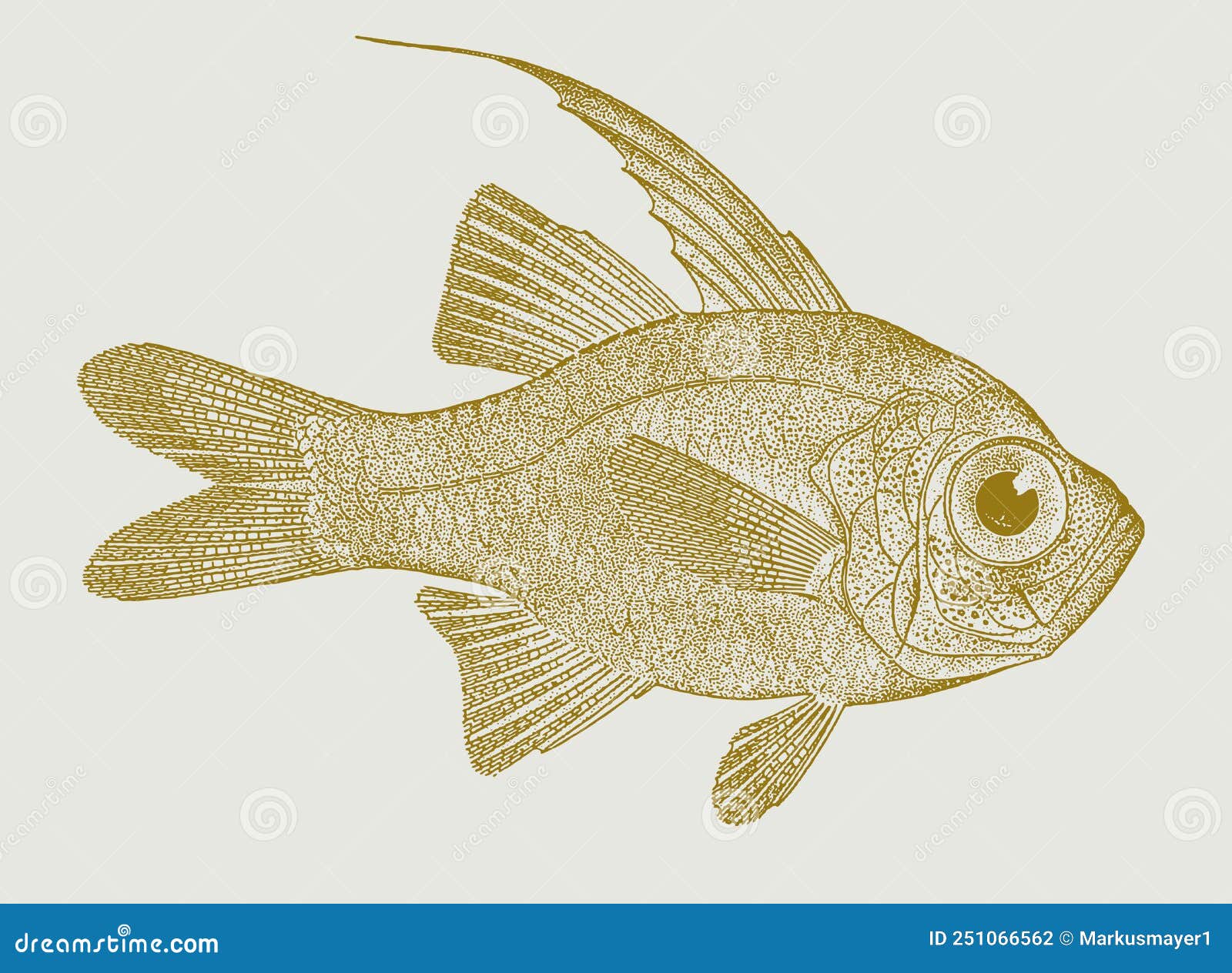 Threadfin Cardinalfish Zoramia Leptacantha Stock Vector Illustration
