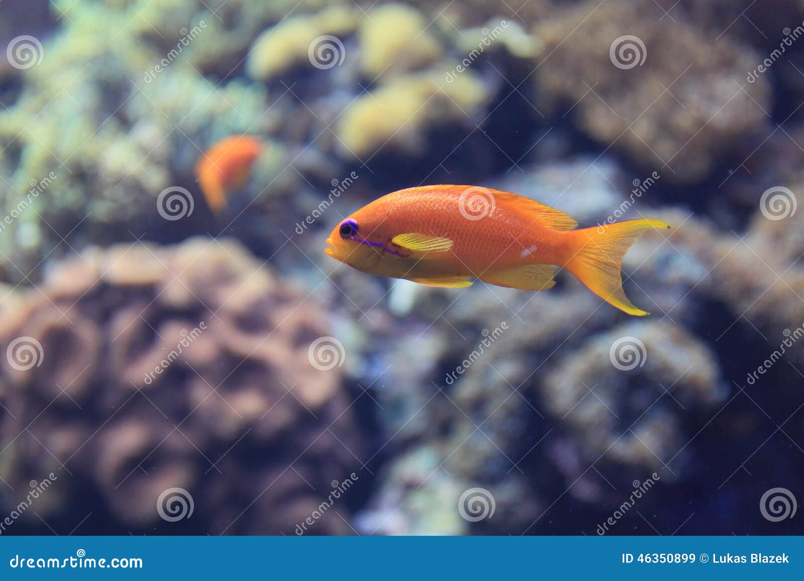 Threadfin goldie floating in water.