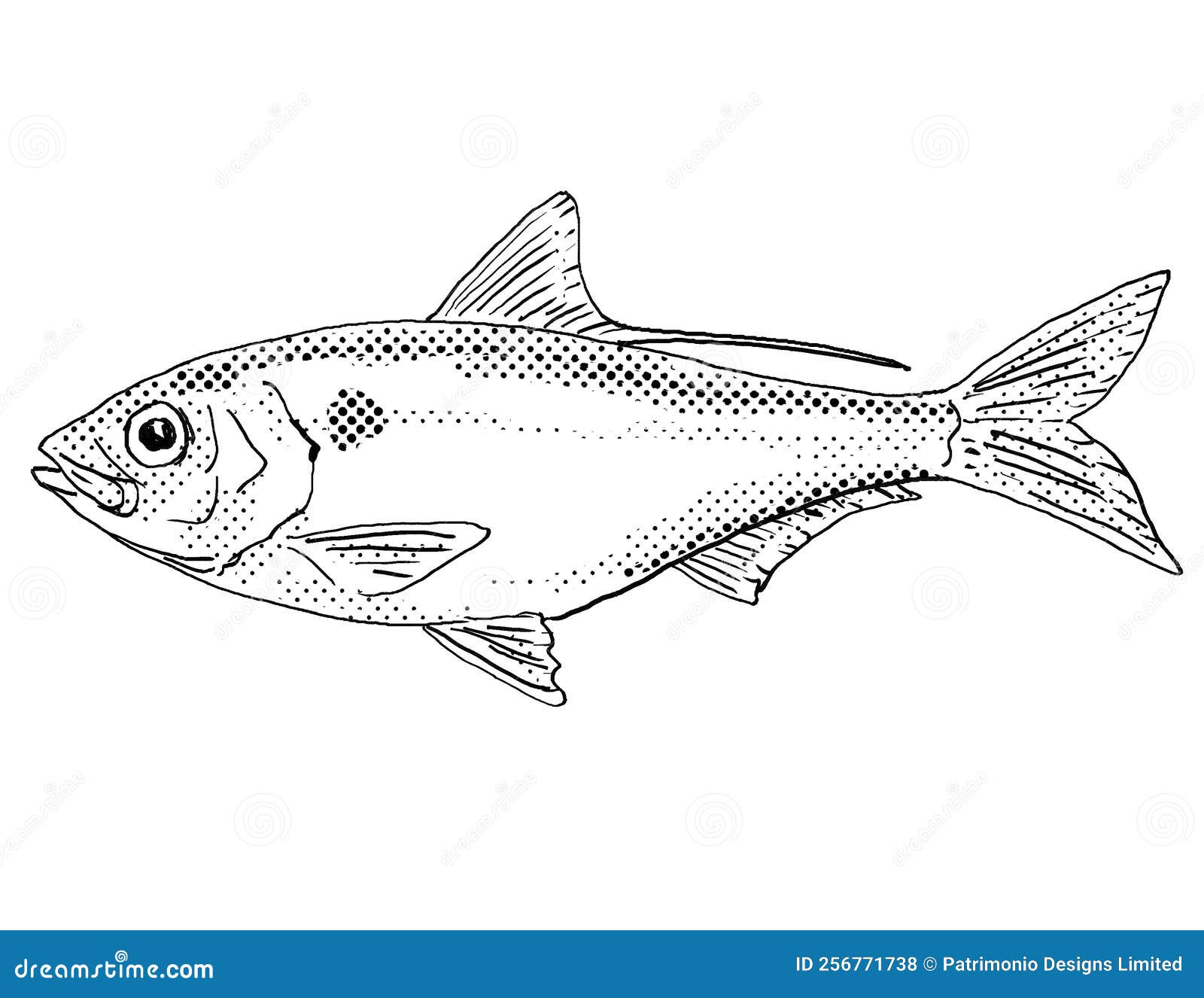 Threadfin Shad or Dorosoma Petenense Freshwater Fish Cartoon Drawing Stock  Illustration - Illustration of artwork, freshwater: 256771738