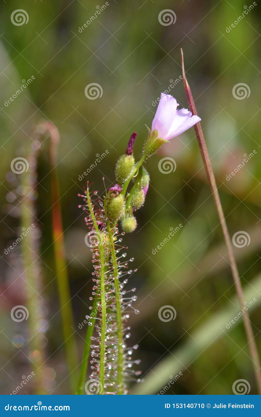 threadleaf sundew flower