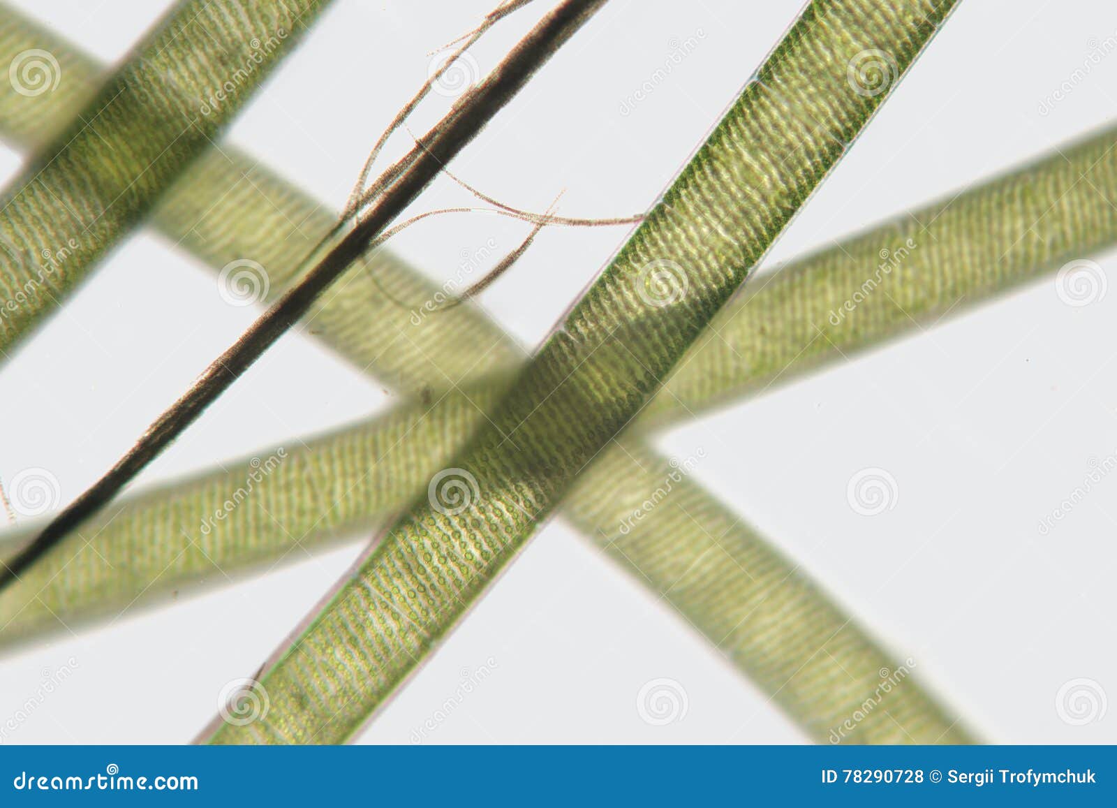 threads freshwater spirogyra. order zygnematales. spiral chloroplasts