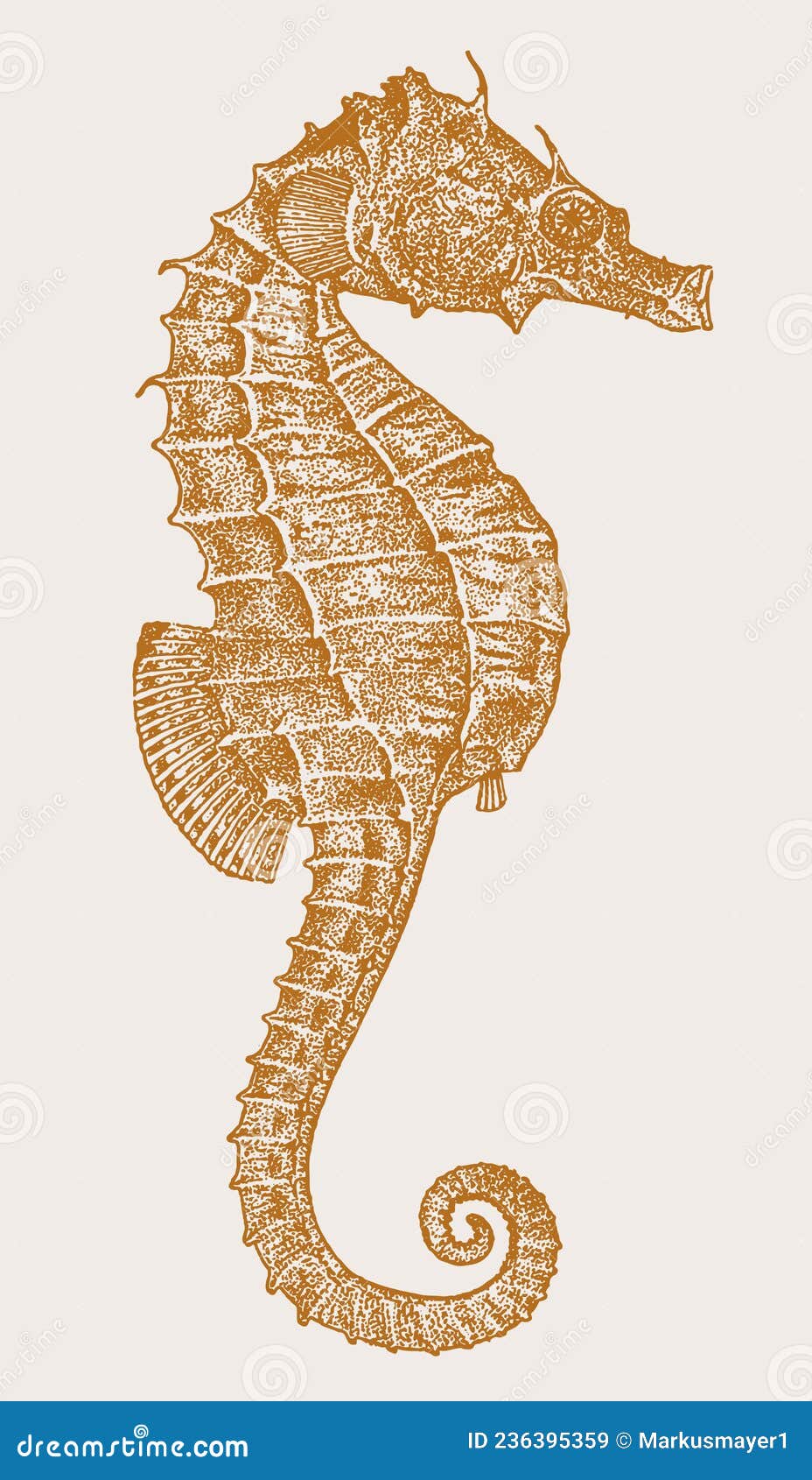threatened female lined seahorse hippocampus erectus in profile view