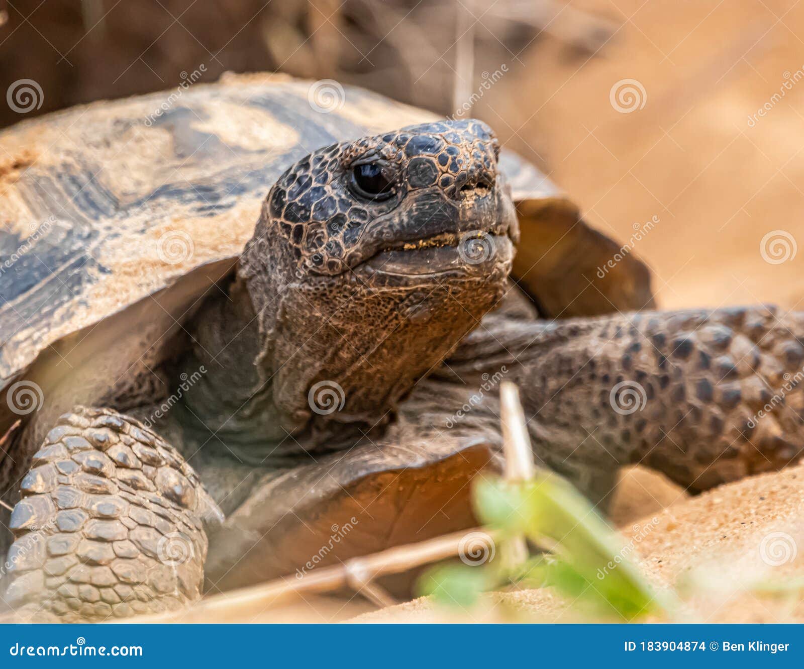 the threatened florida gopher tortoise